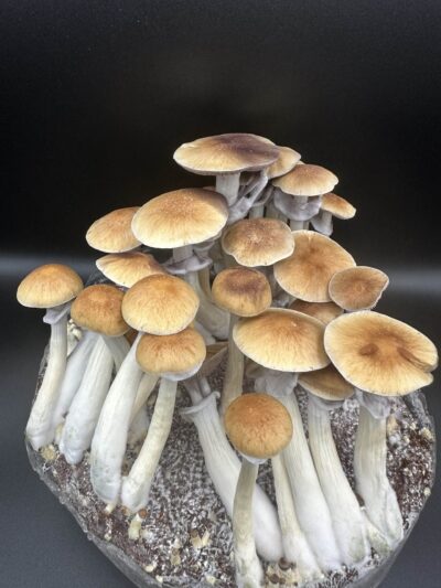 Purple Mystic