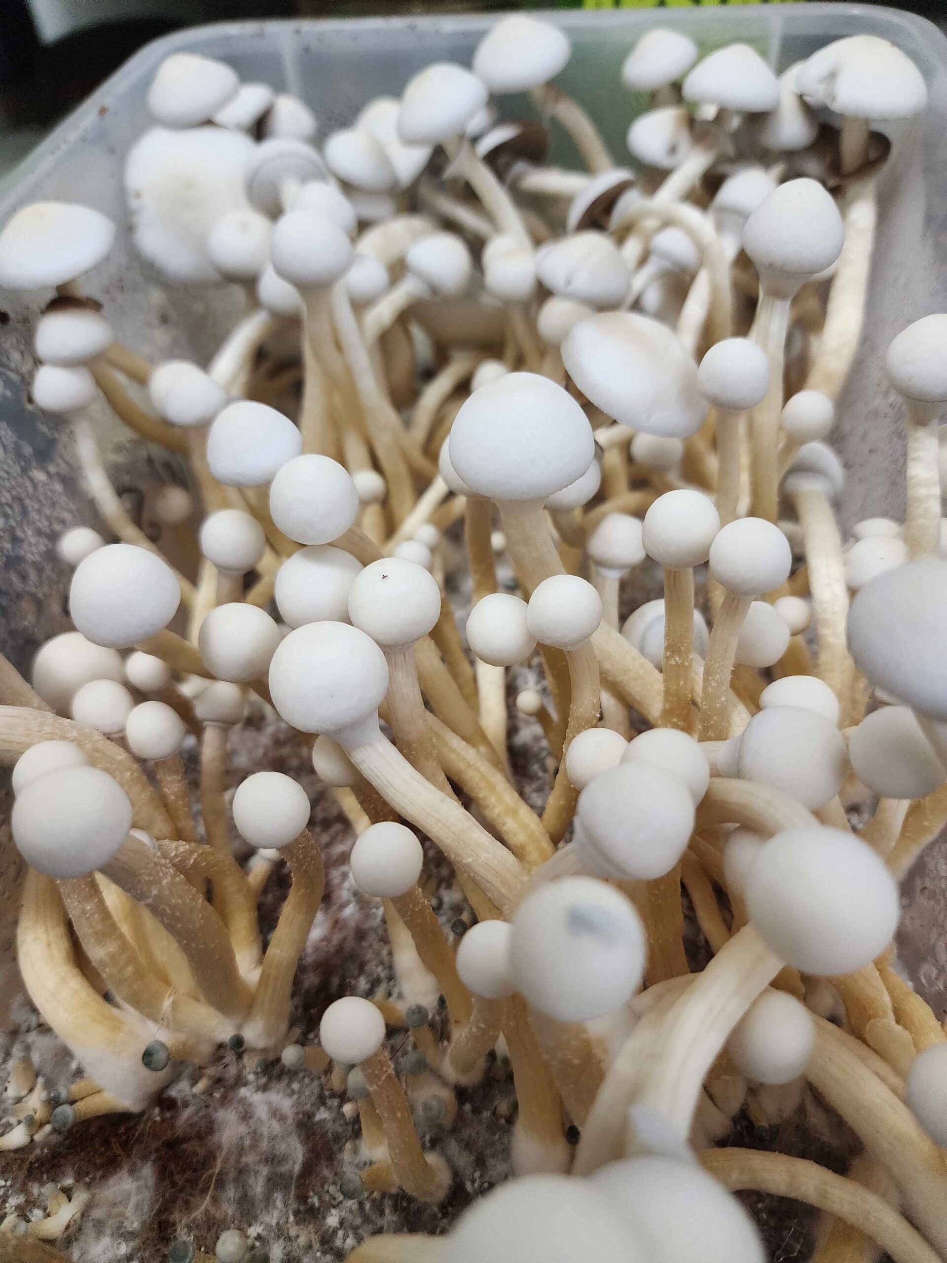 Rusty White Spore Swabs - Image 2