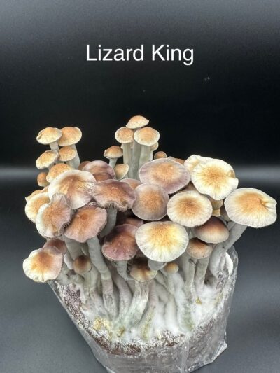 Lizard King Swab Set