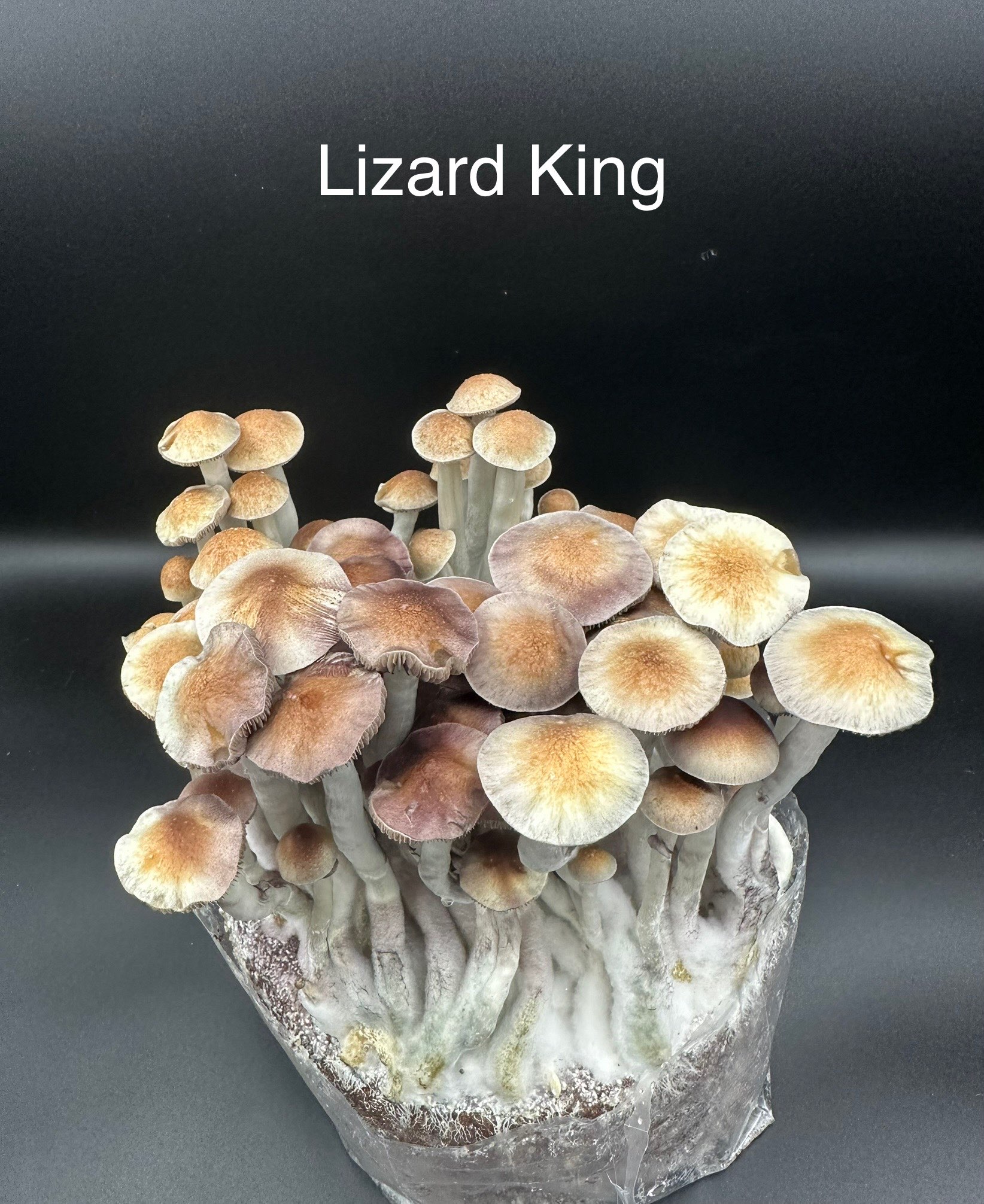 Lizard King Swab Set