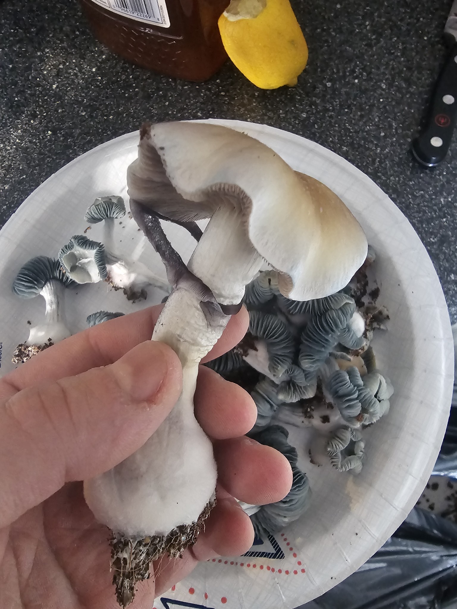 Psilocybe Ochraceocentrata (Mega Nat) - Image 2