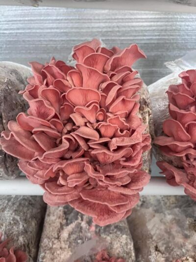 Valentine Oyster