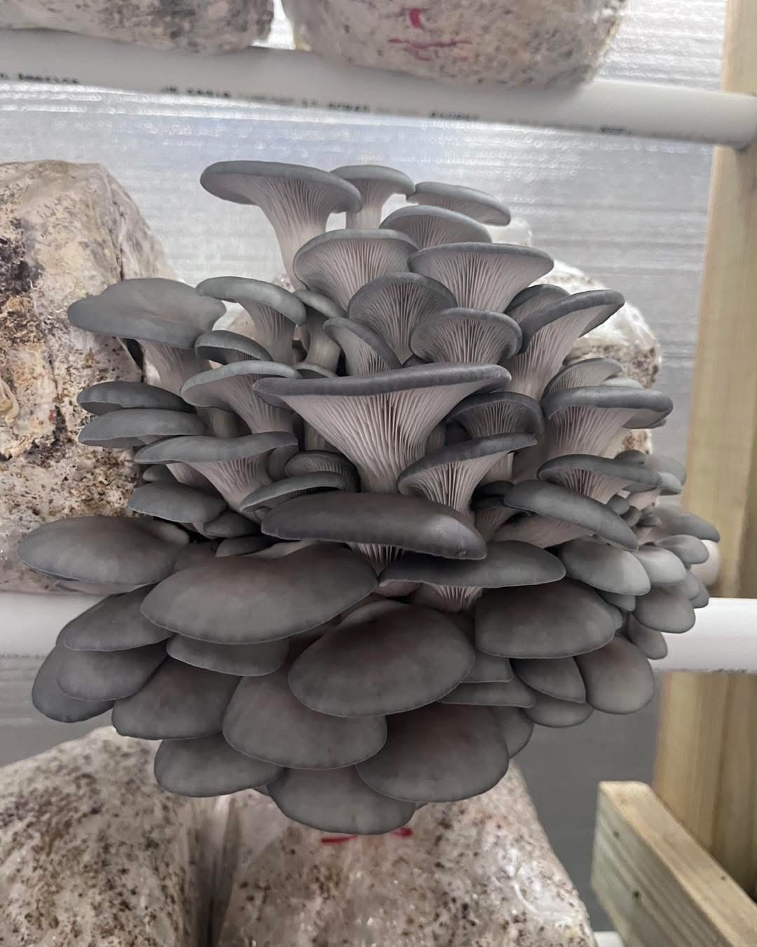 Sky Blue Oysters - Image 2