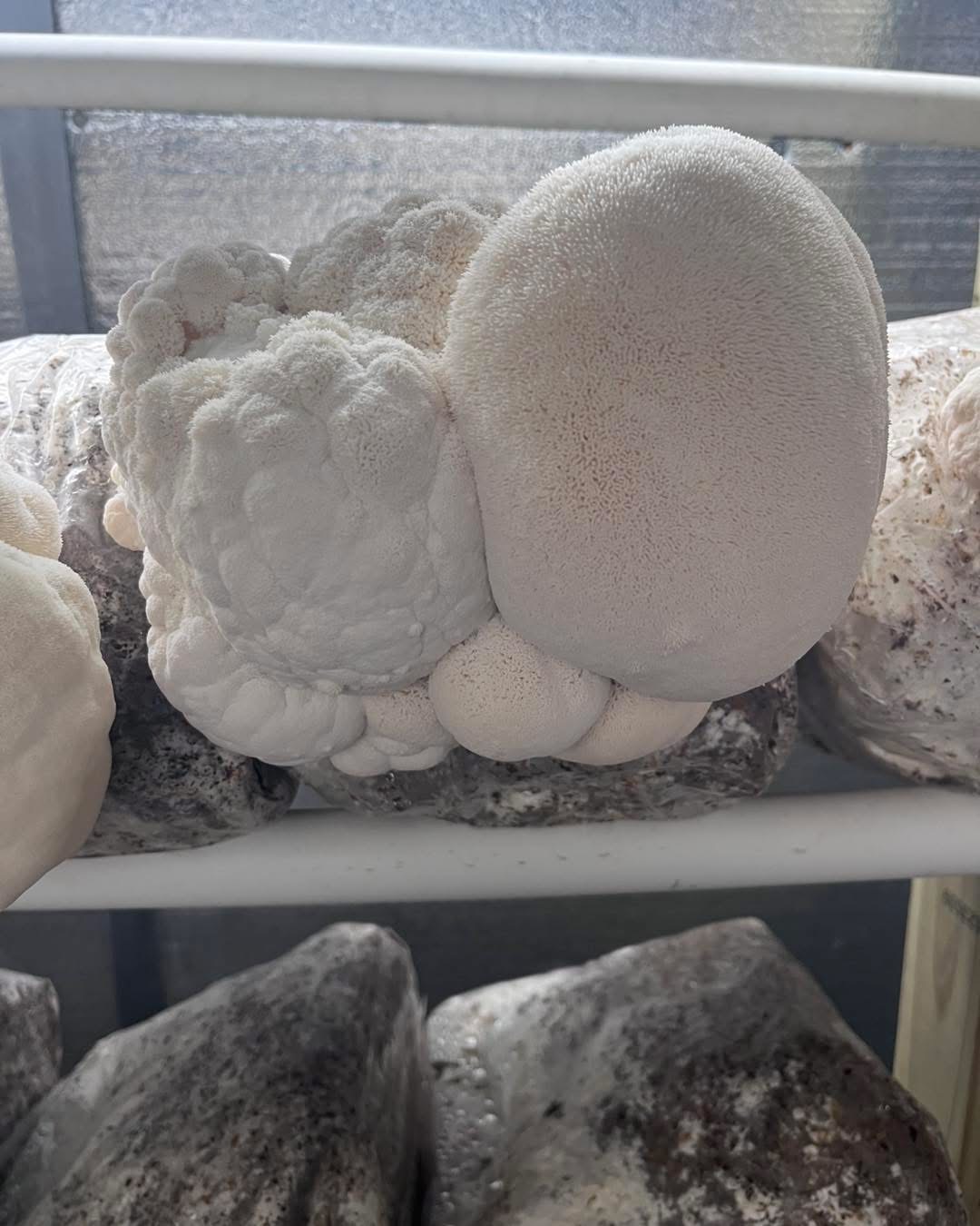Lions Mane - Lion's Paw (Hericium erinaceus)