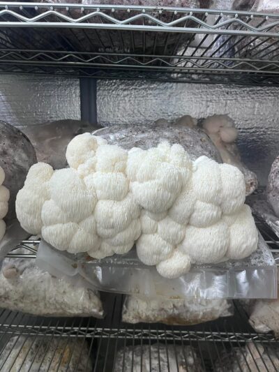Lions Mane - Lion's Paw (Hericium erinaceus) Plate