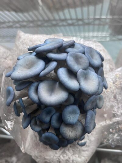 Sky Blue Oysters