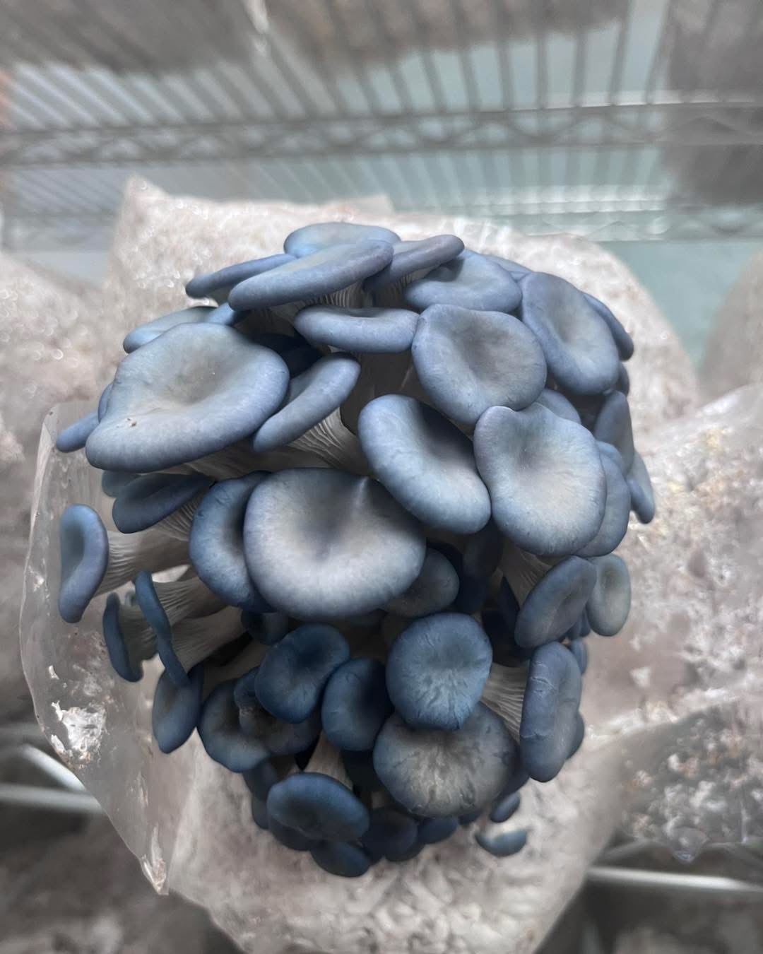 Sky Blue Oysters