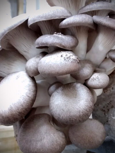 Black Pearl Oyster