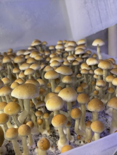 Z-Strain