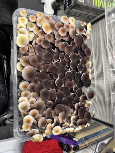 Psilocybe Ochraceocentrata (Mega Nat)
