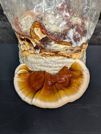 Reishi Sessile LC