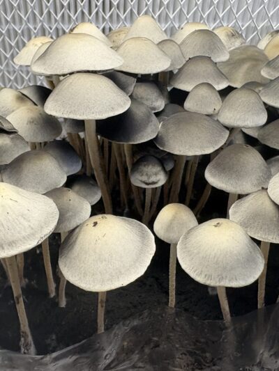 Byron Bay Spore Print