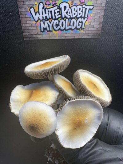 Fort McCoy Cubensis Swab Set
