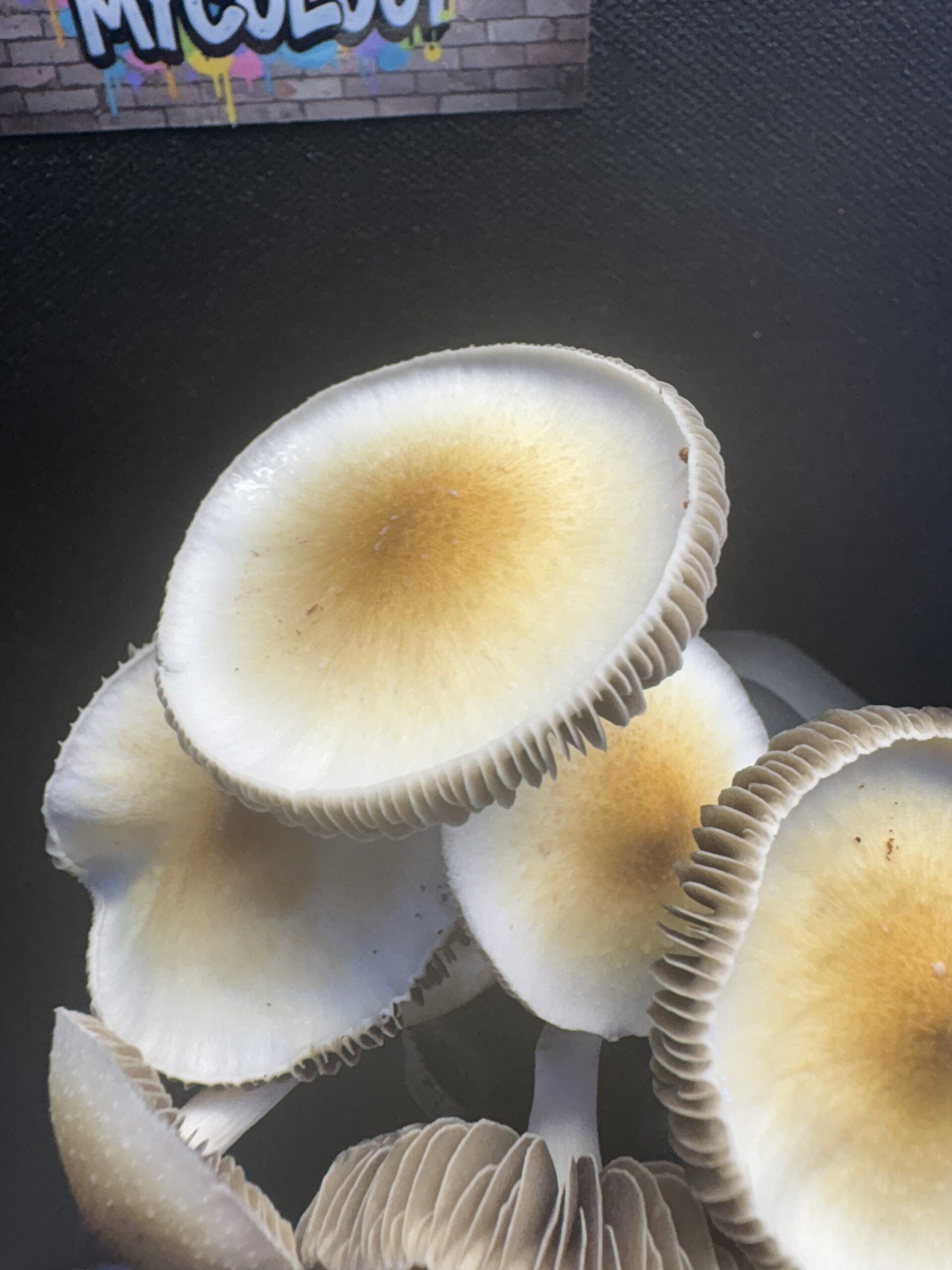 Fort McCoy Cubensis Swab Set - Image 5