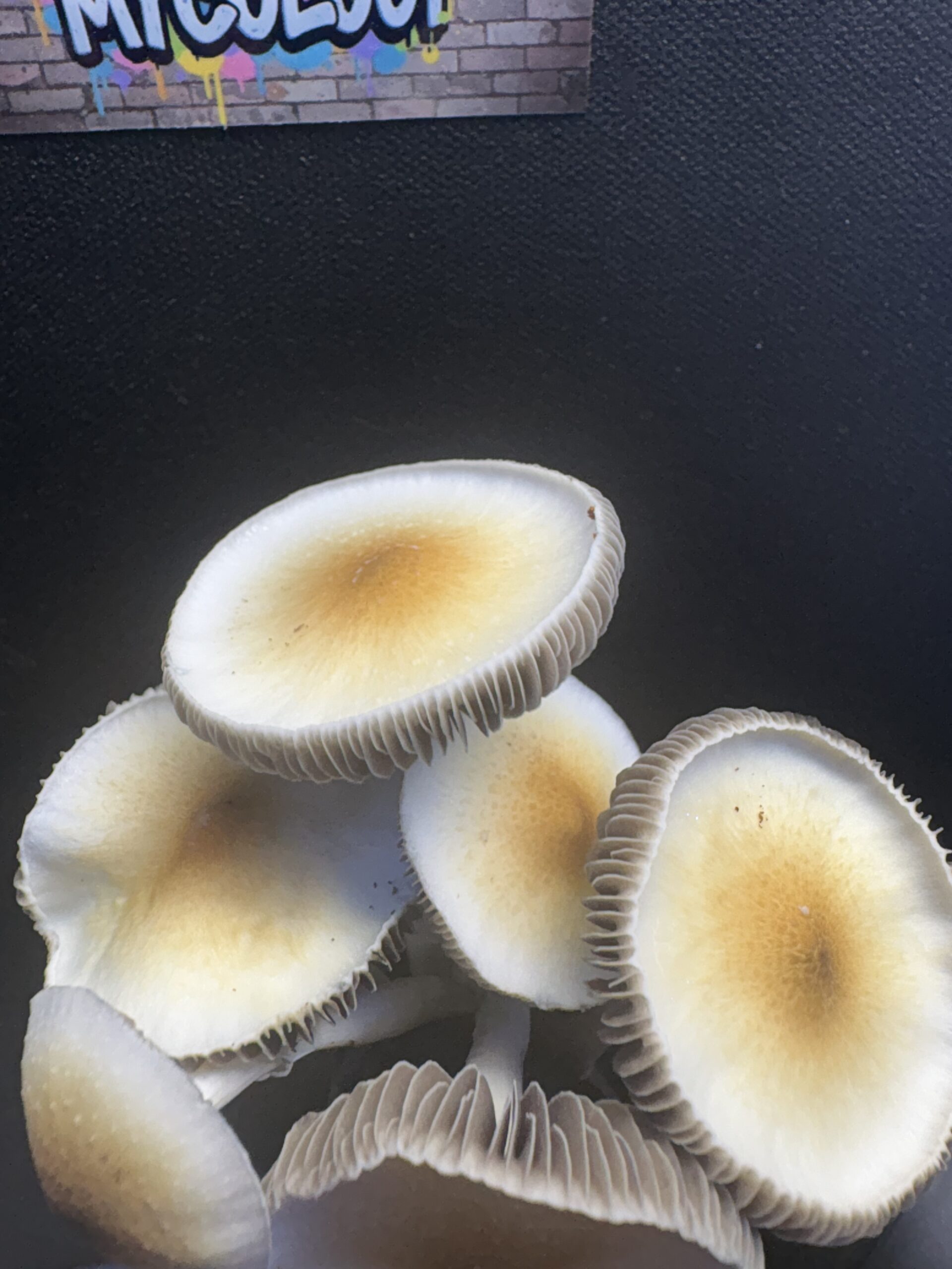 Fort McCoy Cubensis Swab Set - Image 4
