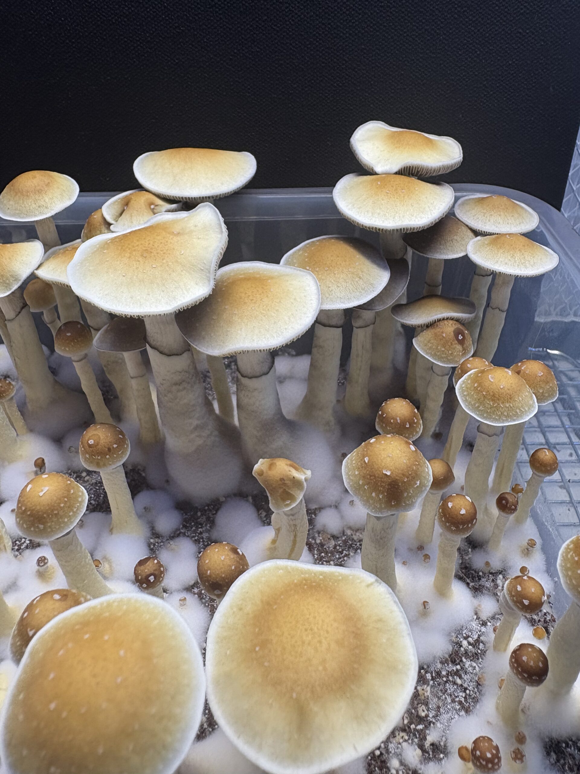 Fort McCoy Cubensis Swab Set - Image 3