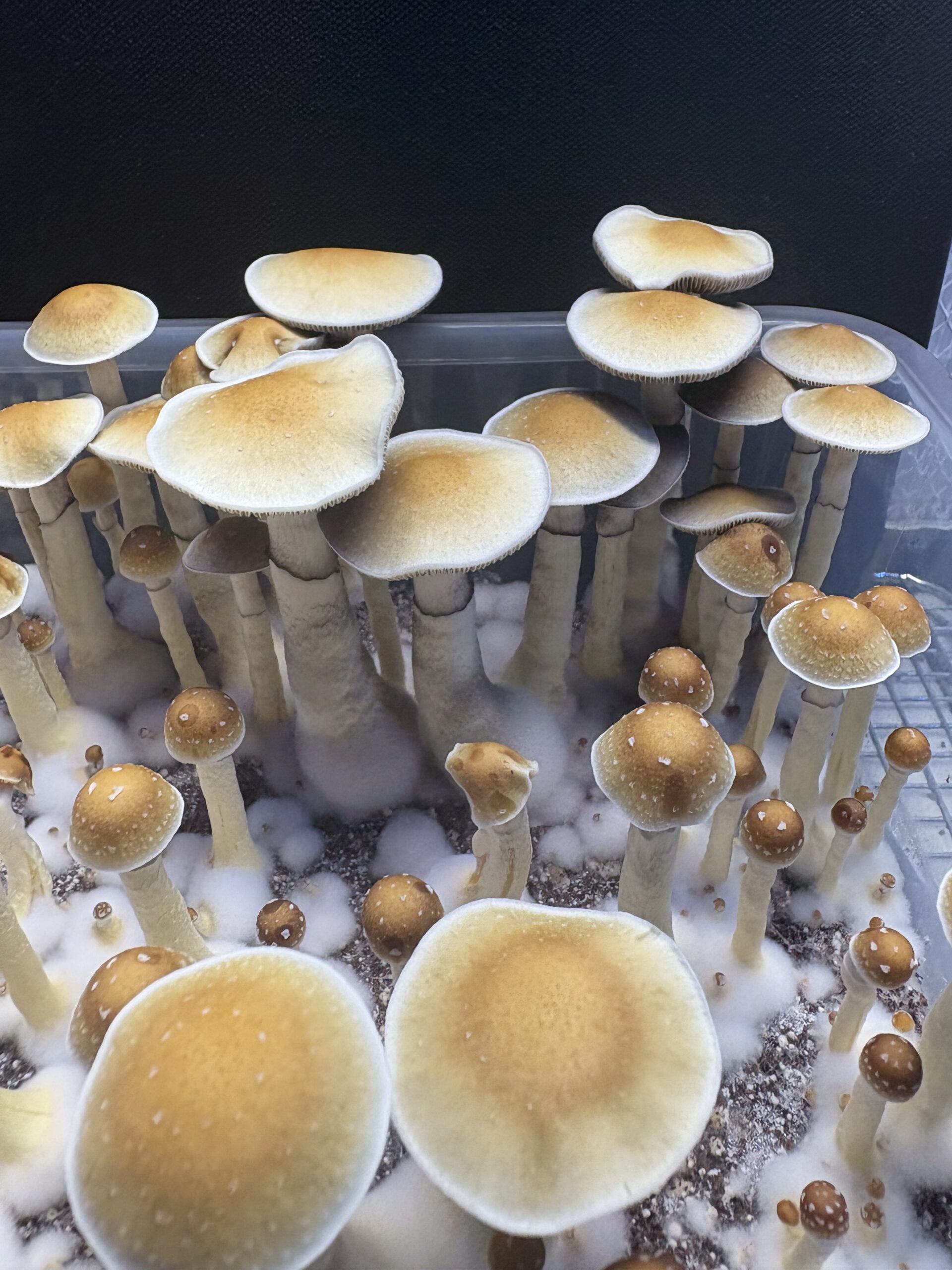 Fort McCoy Cubensis Swab Set - Image 2