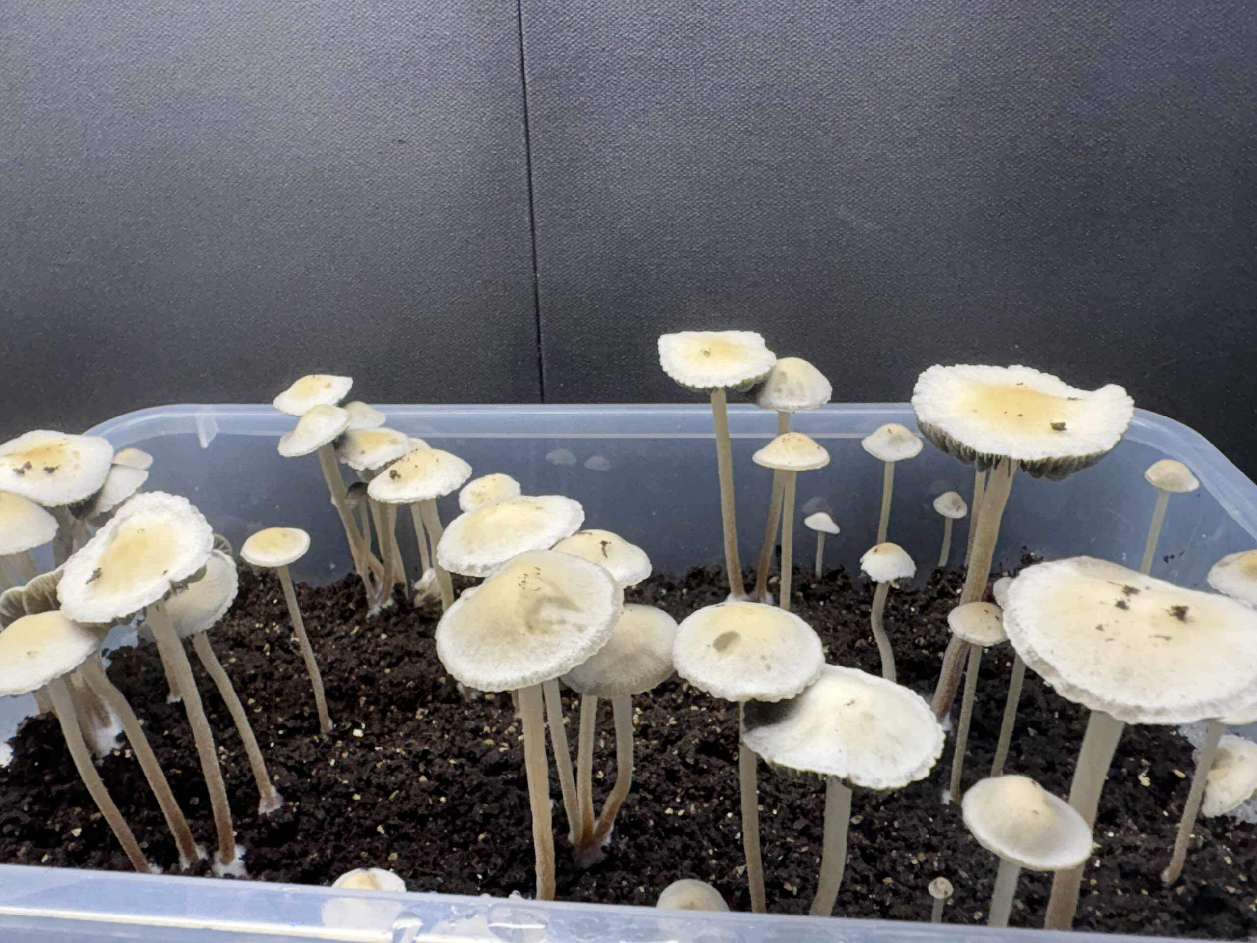 Keystone x Maui Spore Print - Image 2