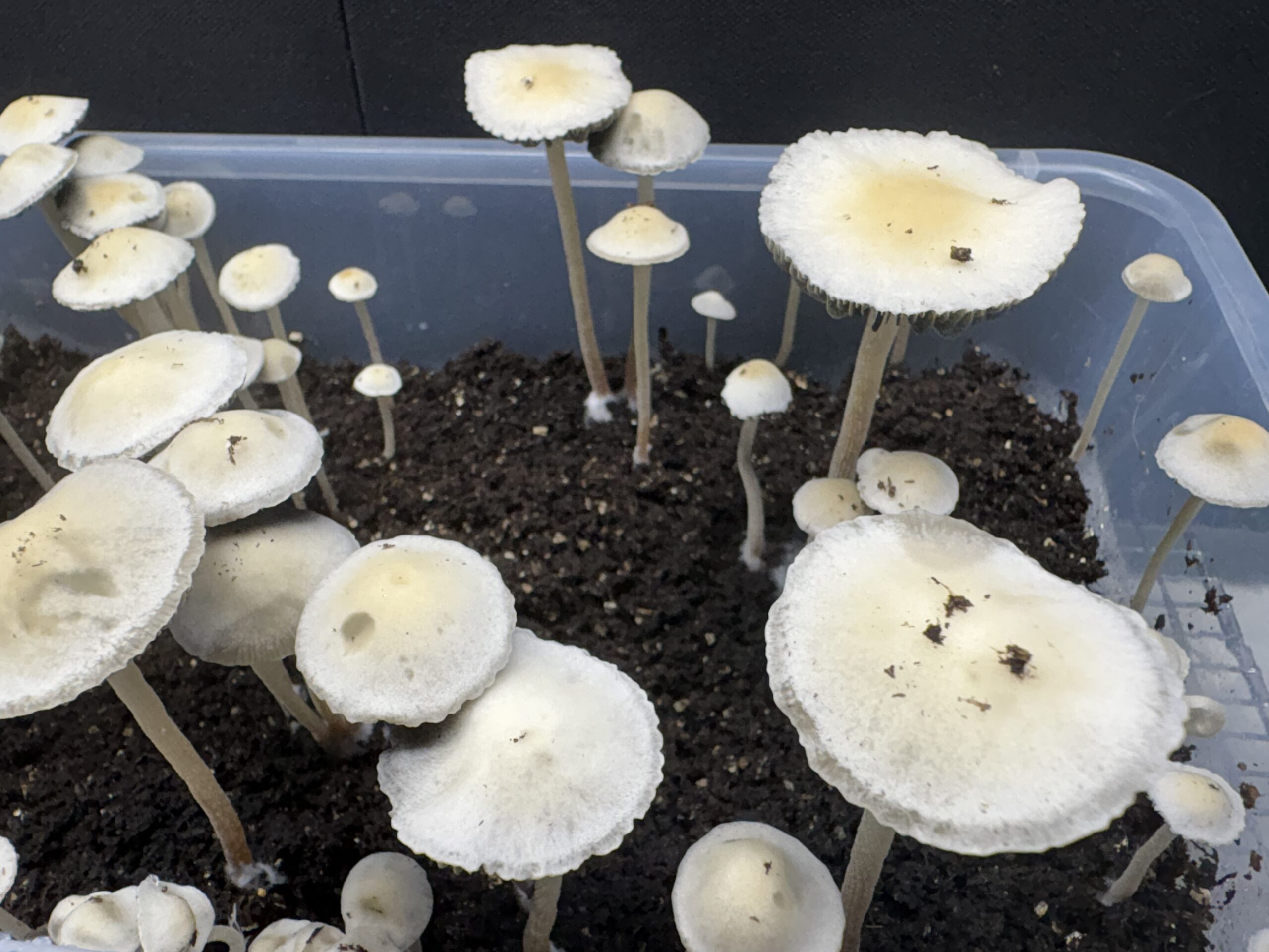Keystone x Maui Spore Print - Image 6
