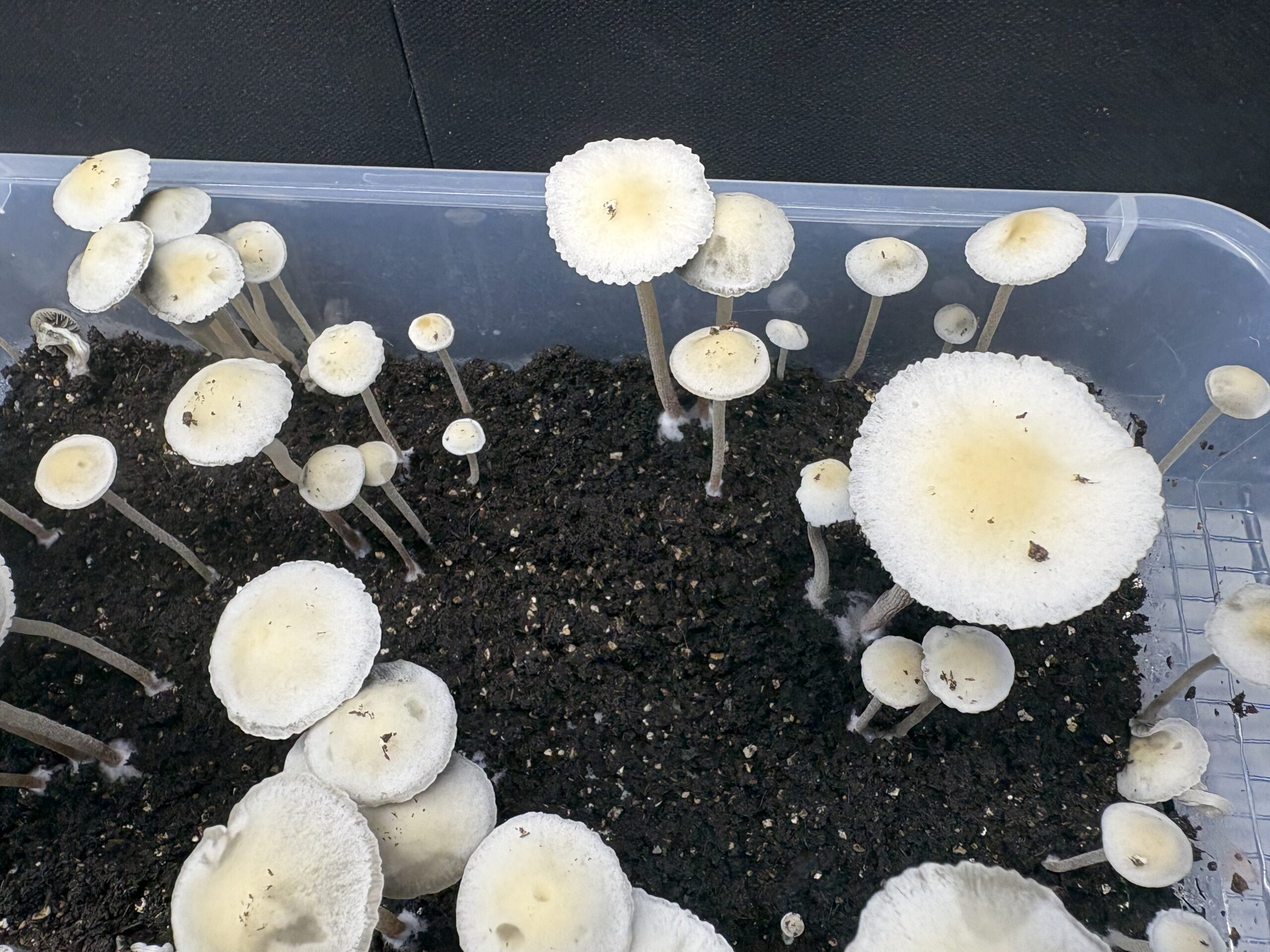 Keystone x Maui Spore Print - Image 3