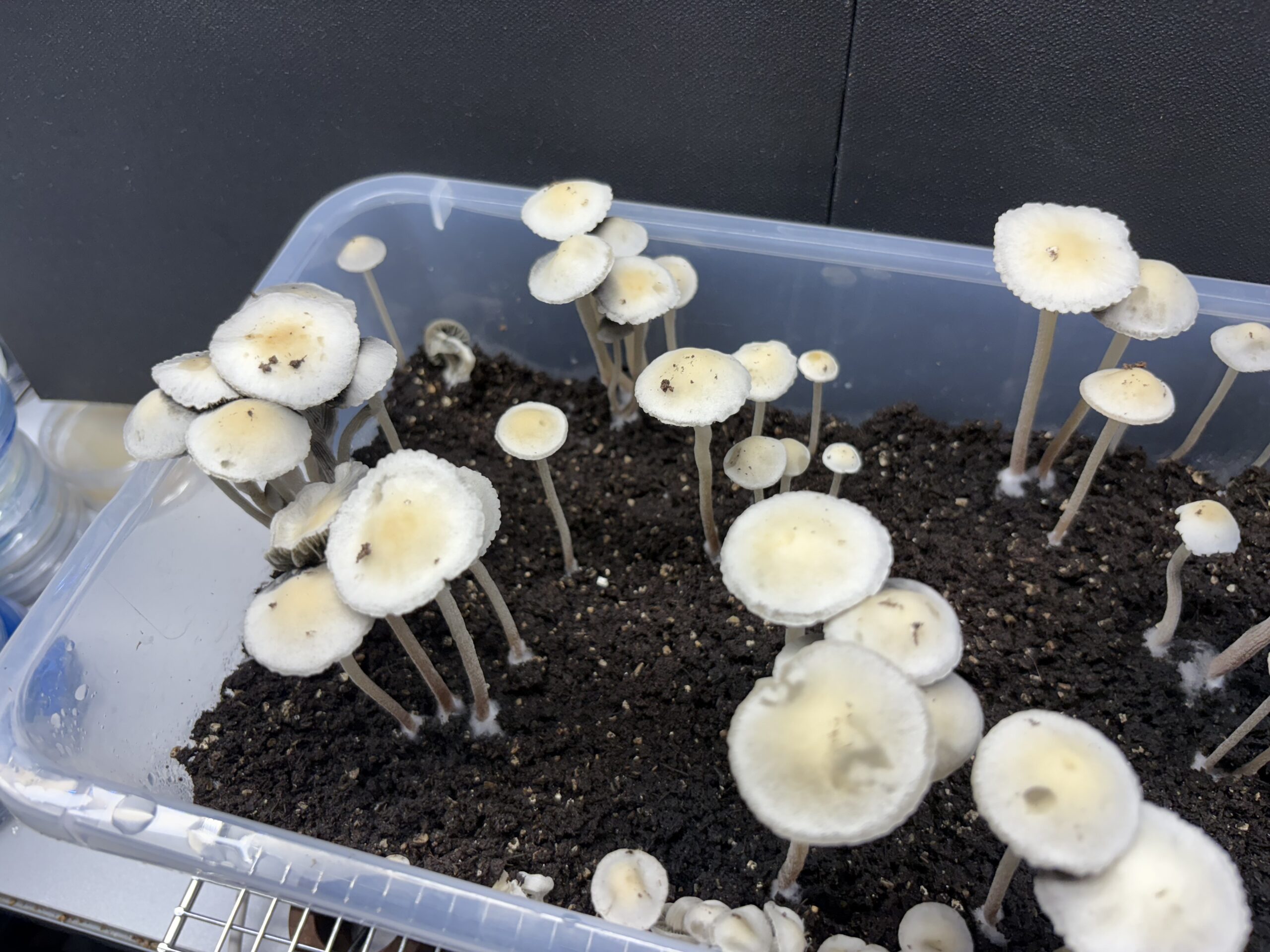 Keystone x Maui Spore Print - Image 4