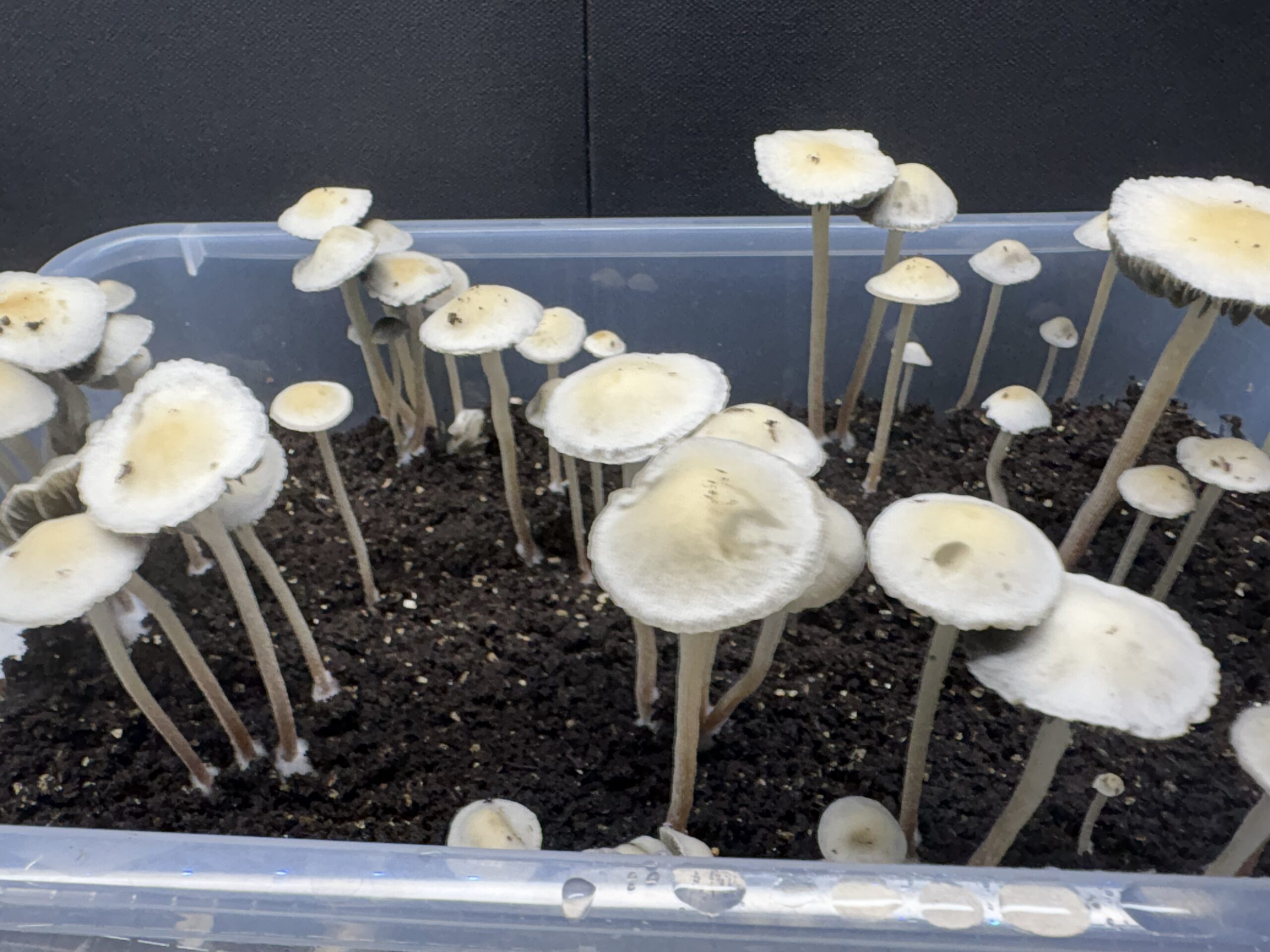Keystone x Maui Spore Print - Image 5