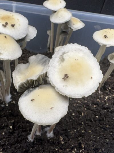 Keystone x Maui Spore Print