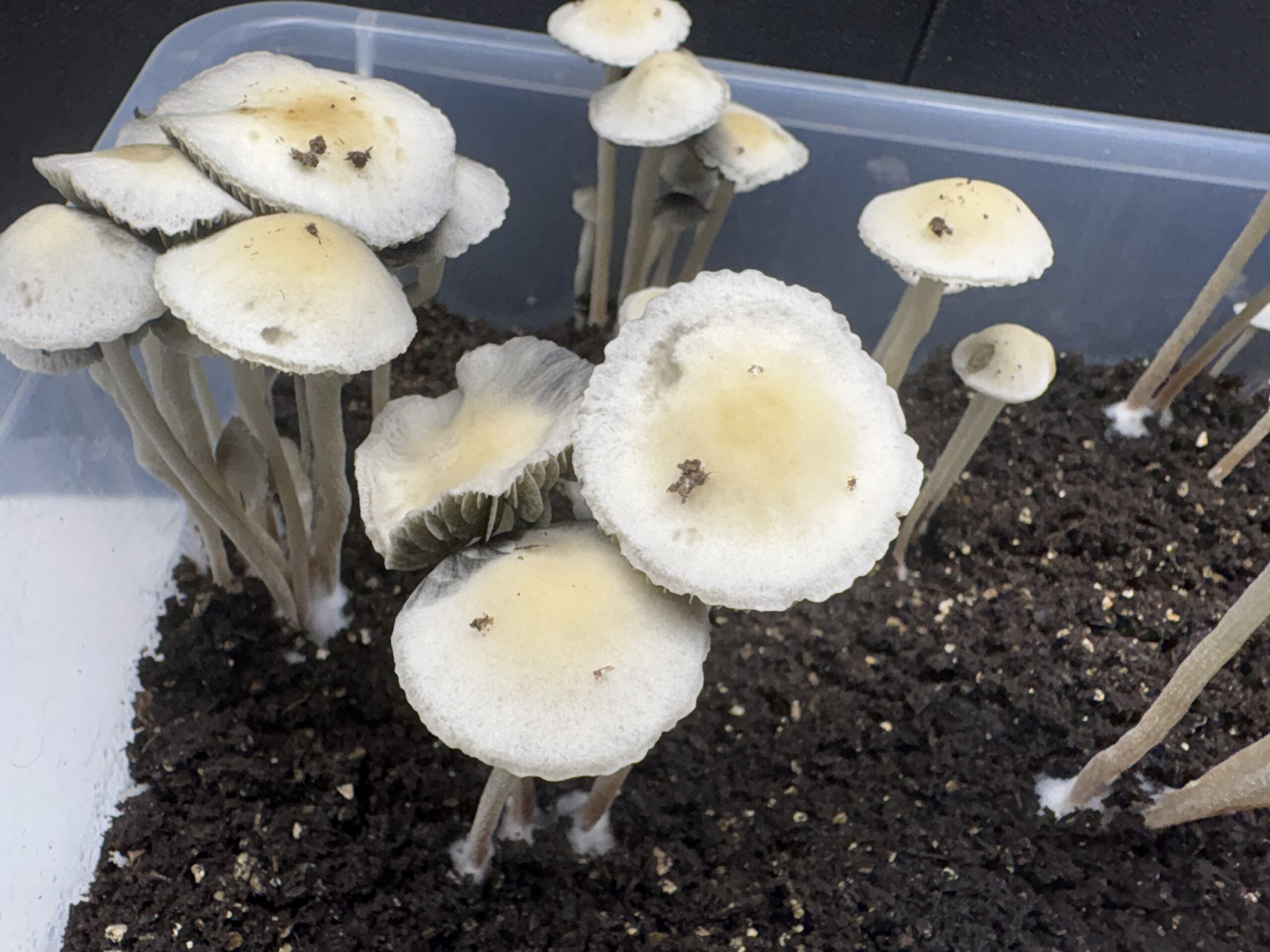 Keystone x Maui Spore Print