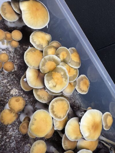 Wild Mex x Leucistic Deep End Plate