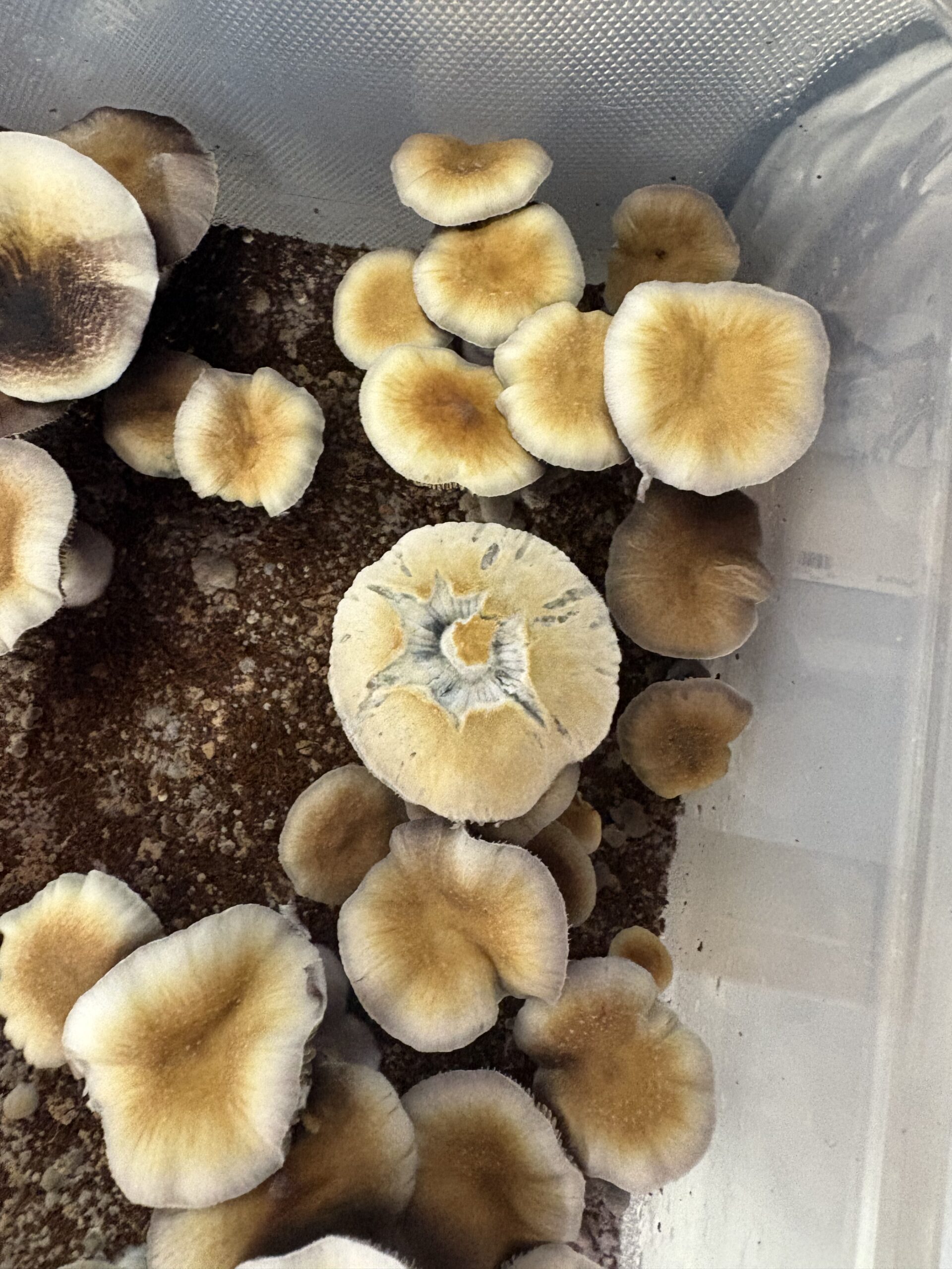 Tasmanian Swab Set - Image 2