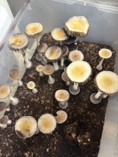 Boggy Creek Spore Print