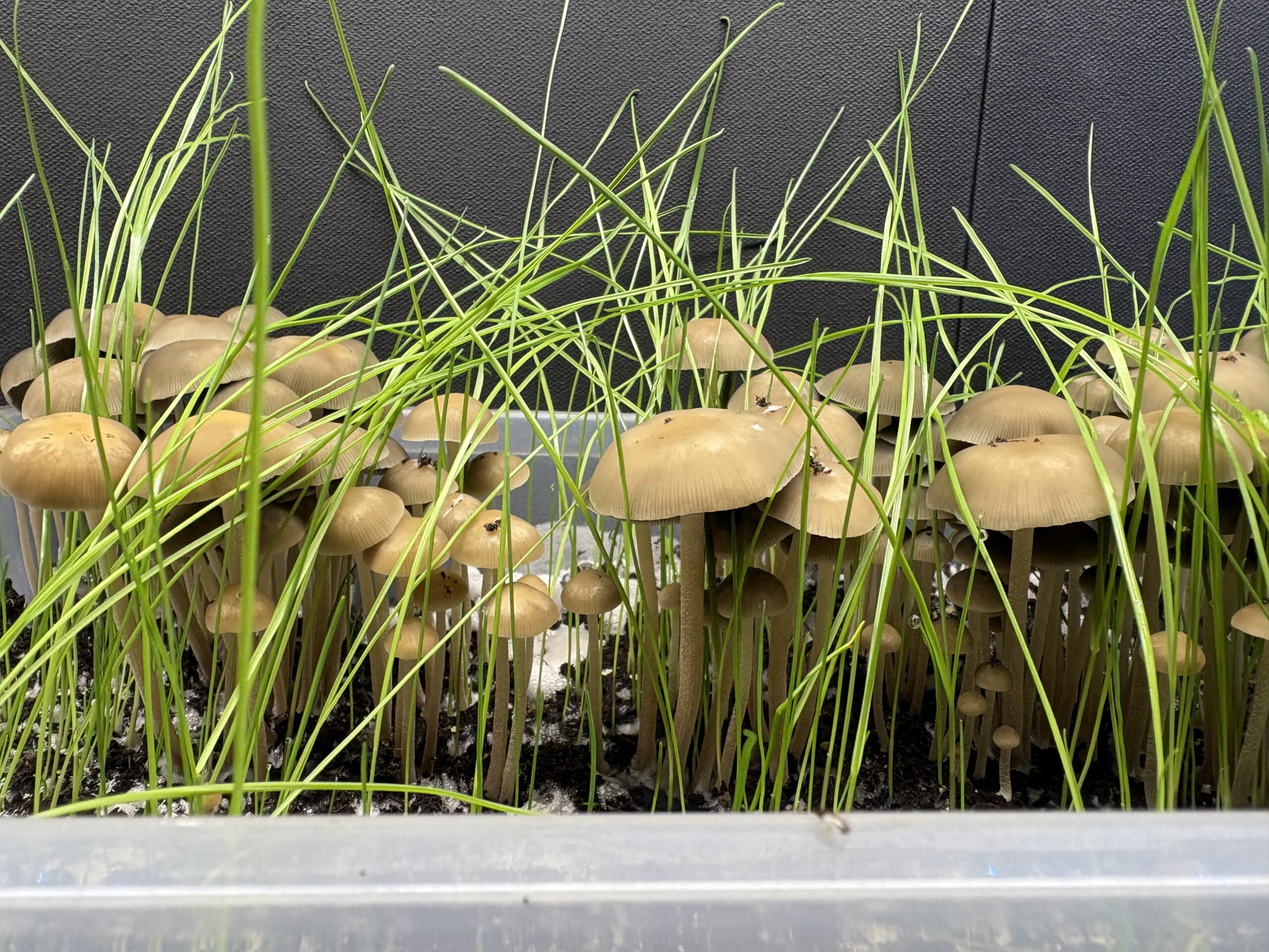 SA Mystery Spore Print - Image 2