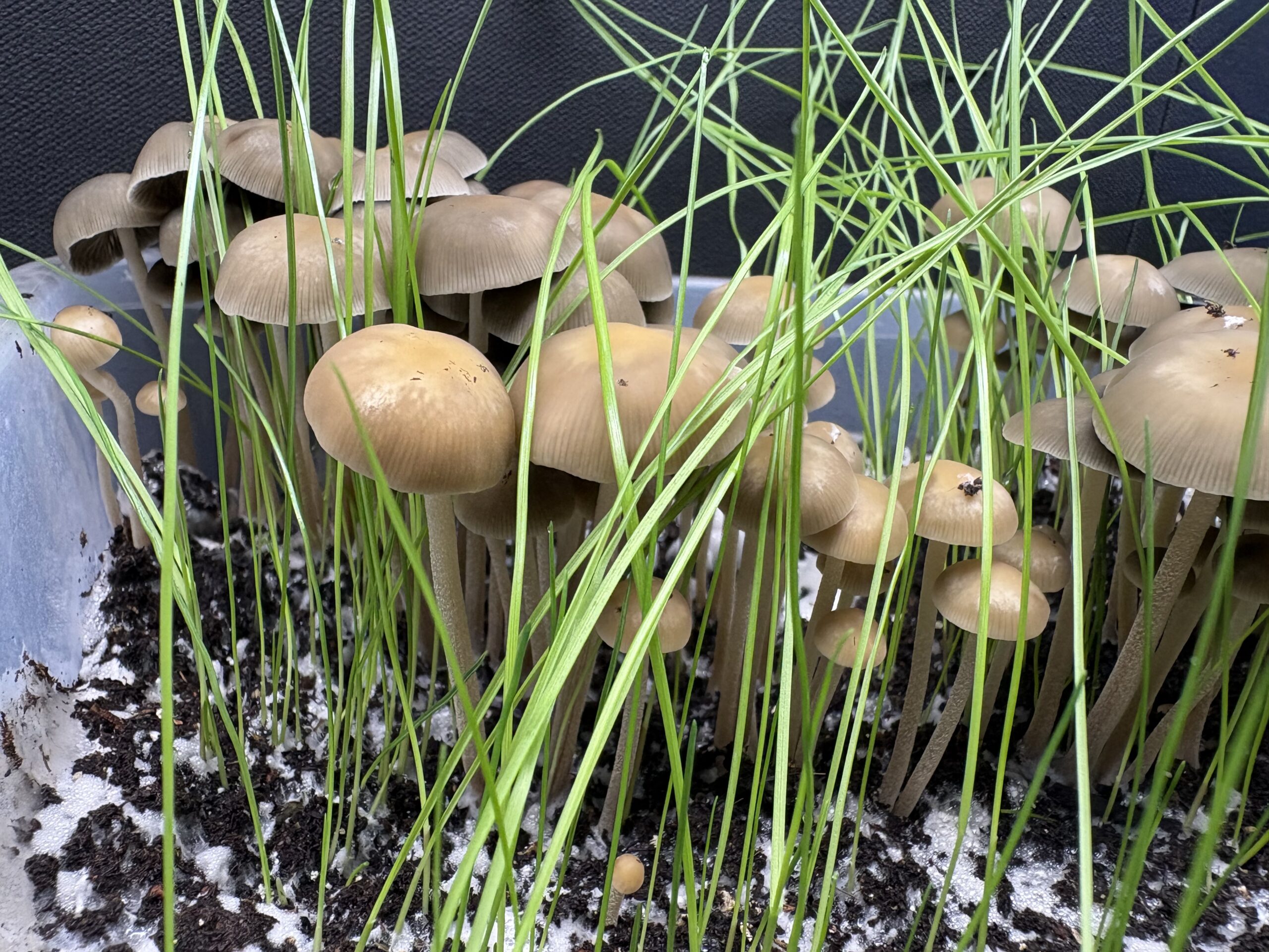 SA Mystery Spore Print - Image 3