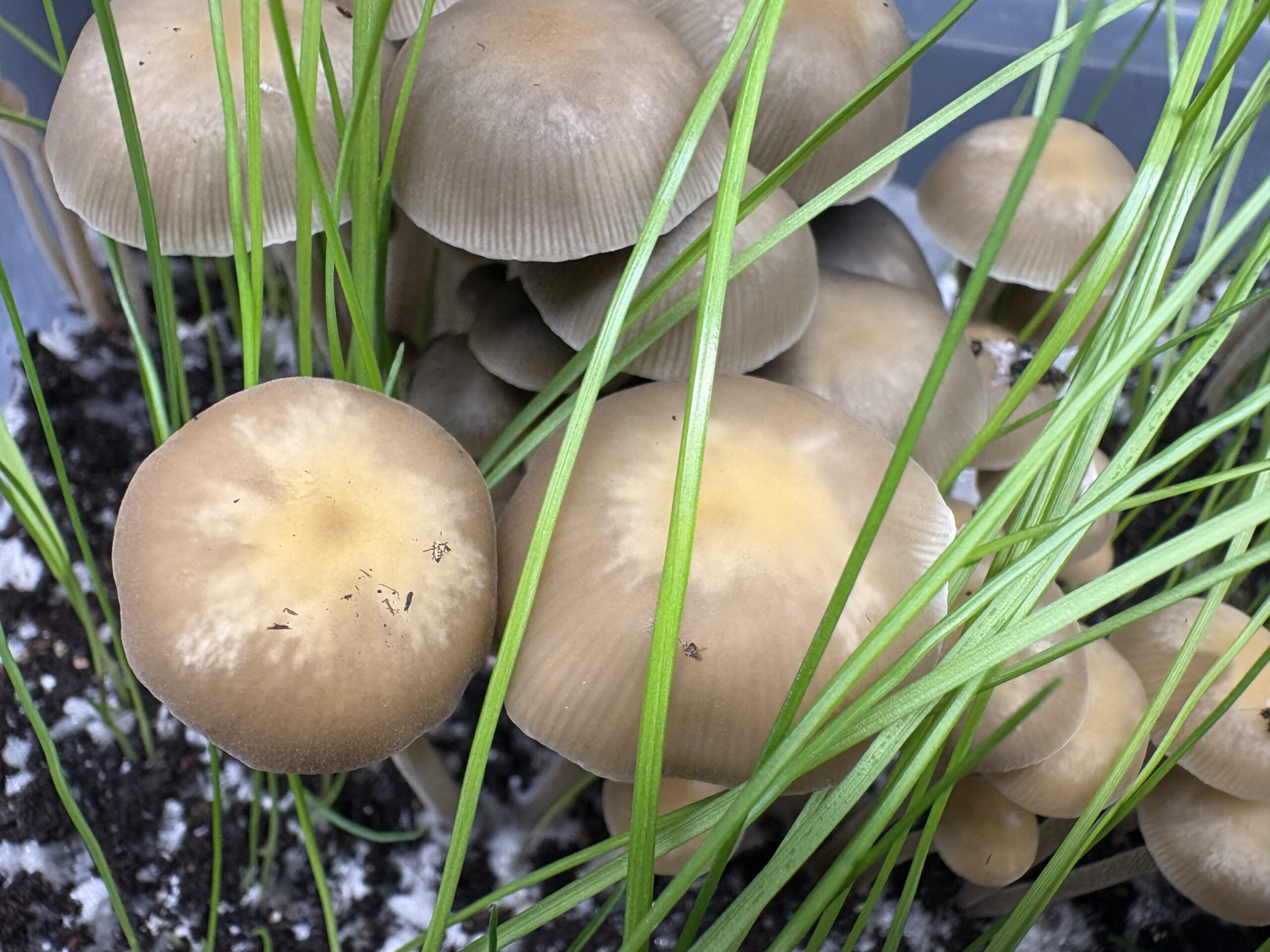 SA Mystery Spore Print - Image 4