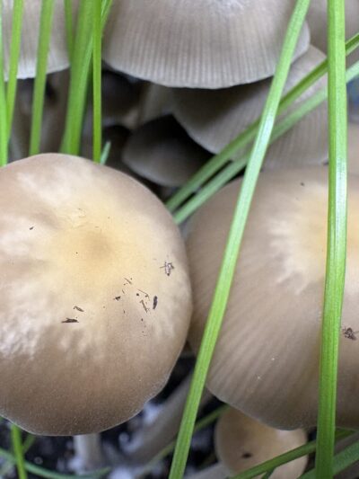 SA Mystery Spore Print