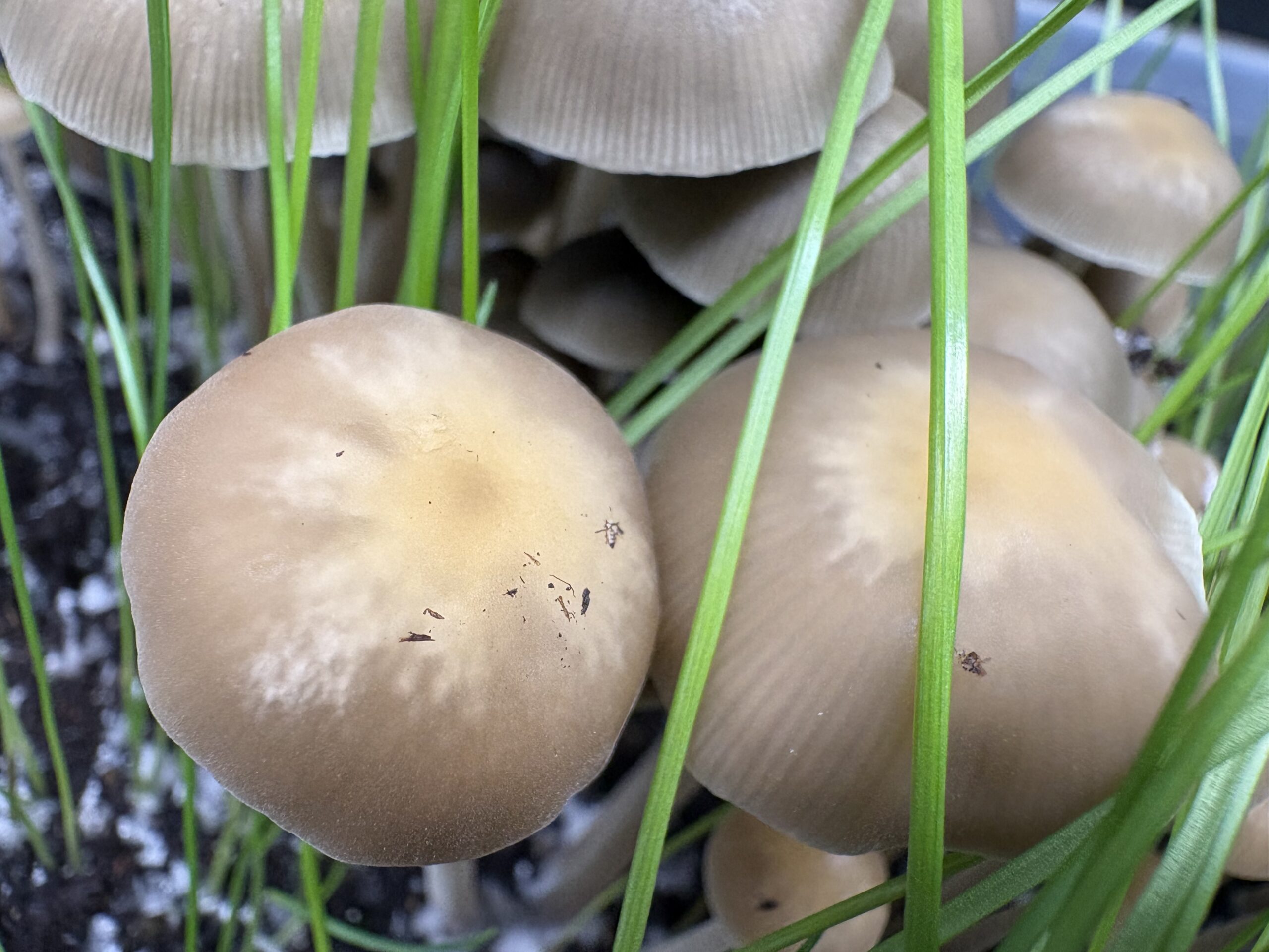SA Mystery Spore Print