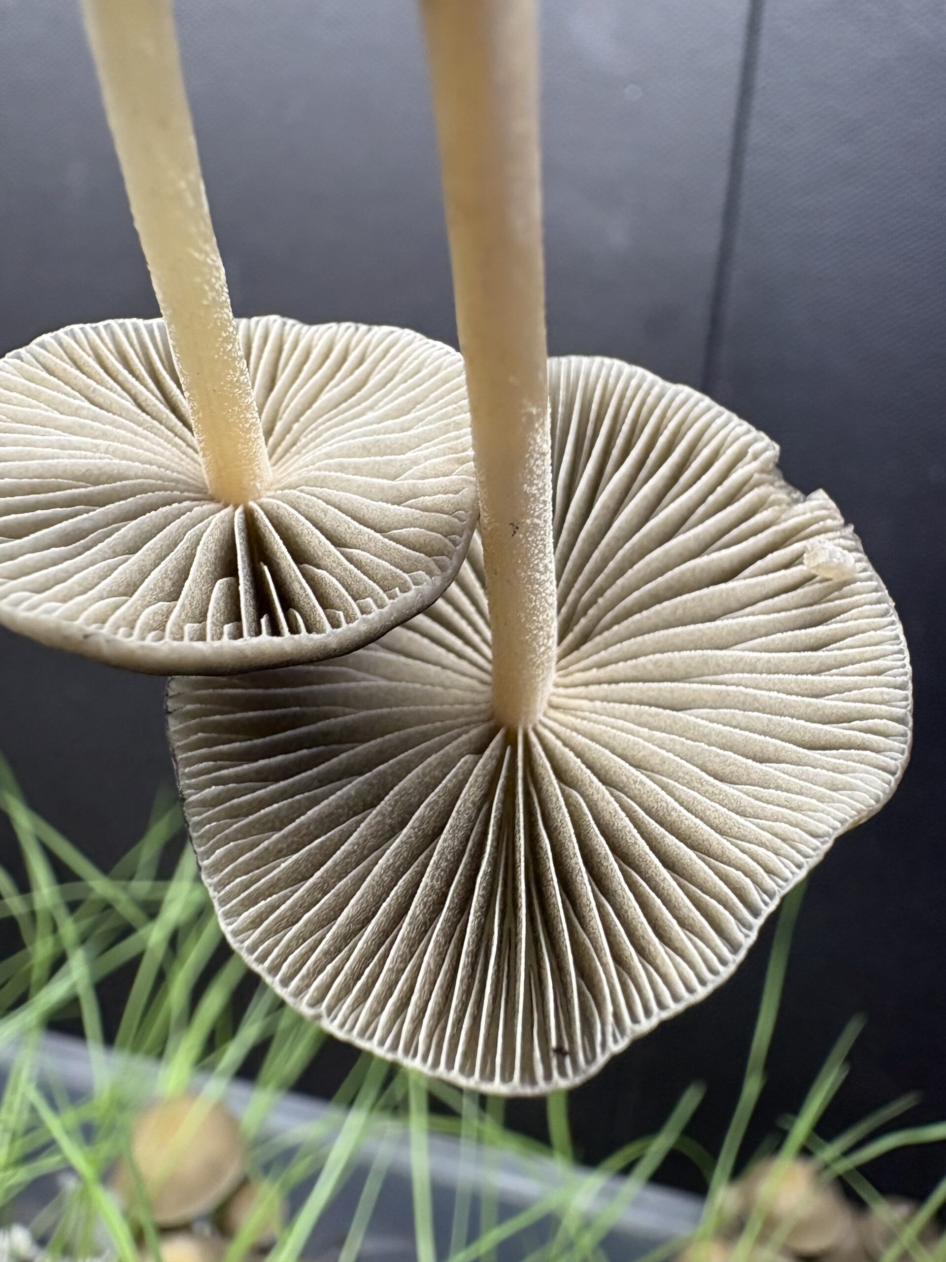 SA Mystery Spore Print - Image 7