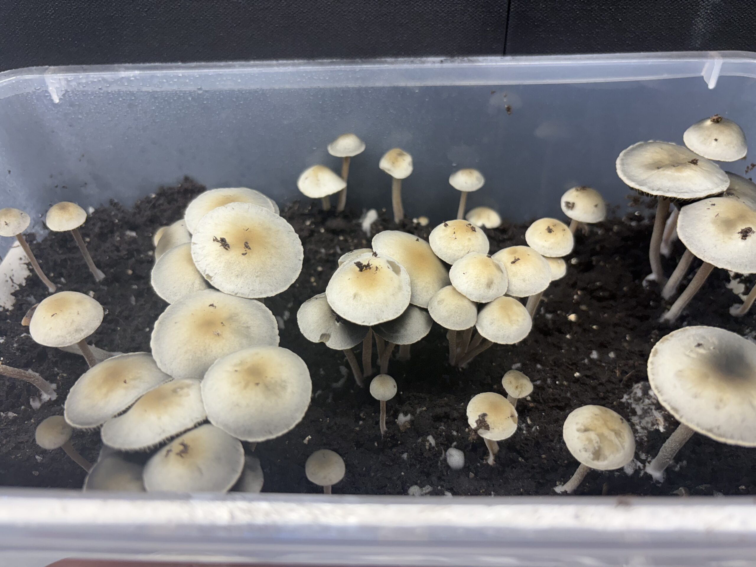 Laos Pan Cyan Spore Print - Image 3