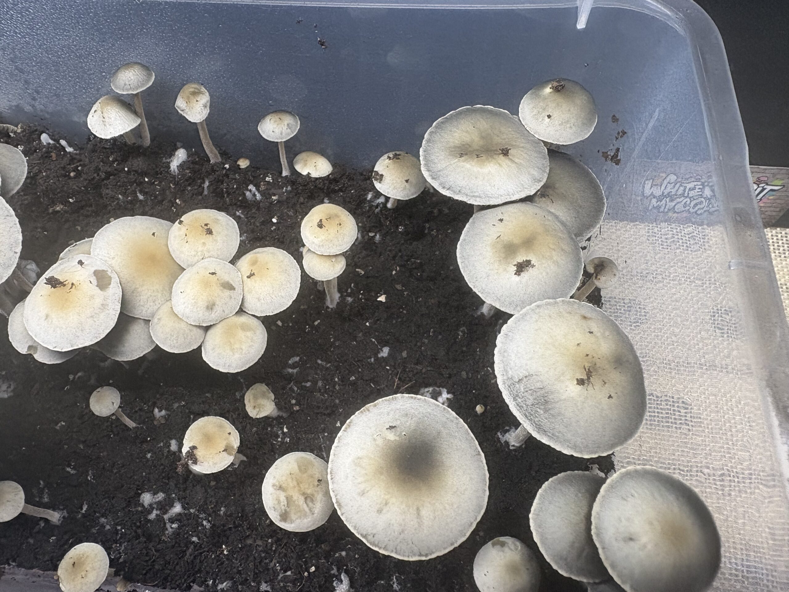 Laos Pan Cyan Spore Print - Image 4