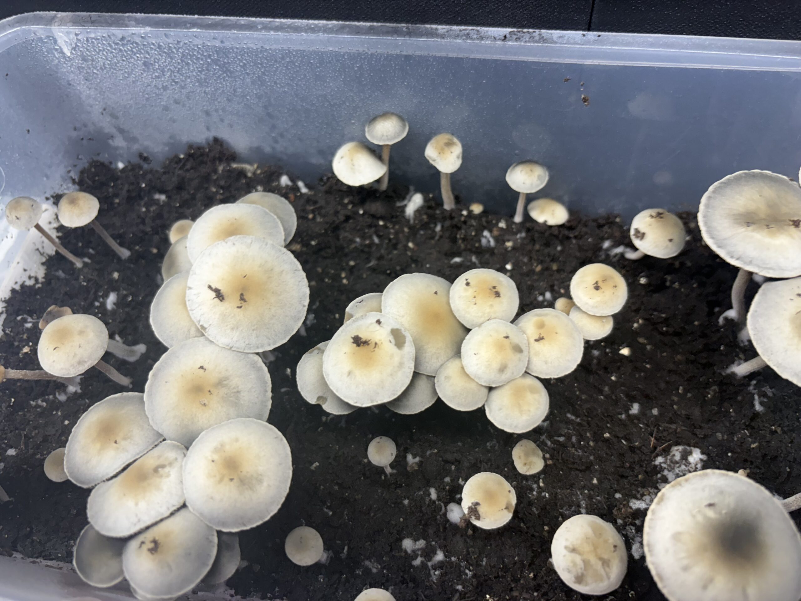 Laos Pan Cyan Spore Print - Image 5