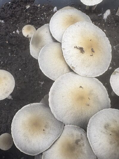 Laos Pan Cyan Spore Print