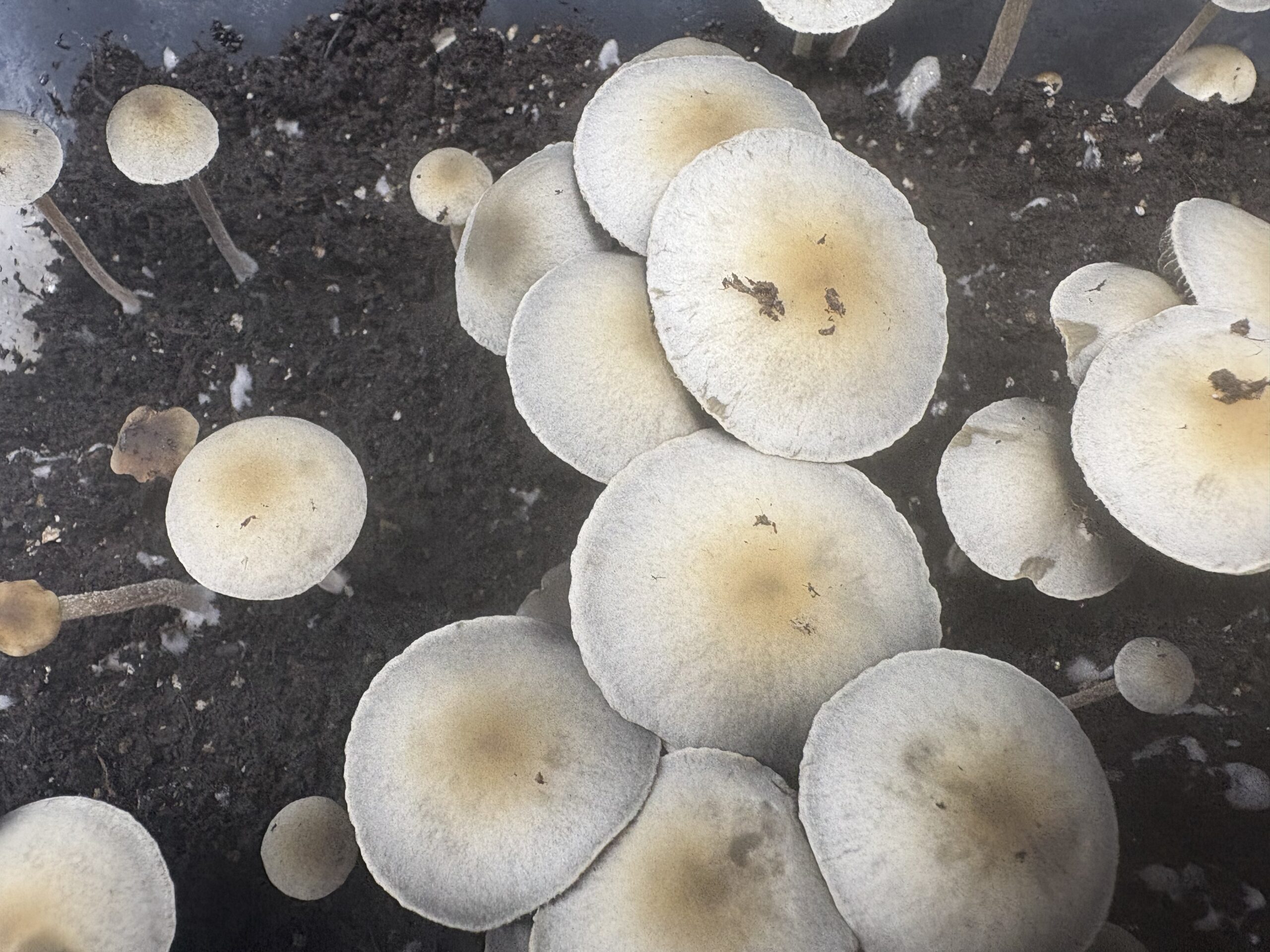 Laos Pan Cyan Spore Print