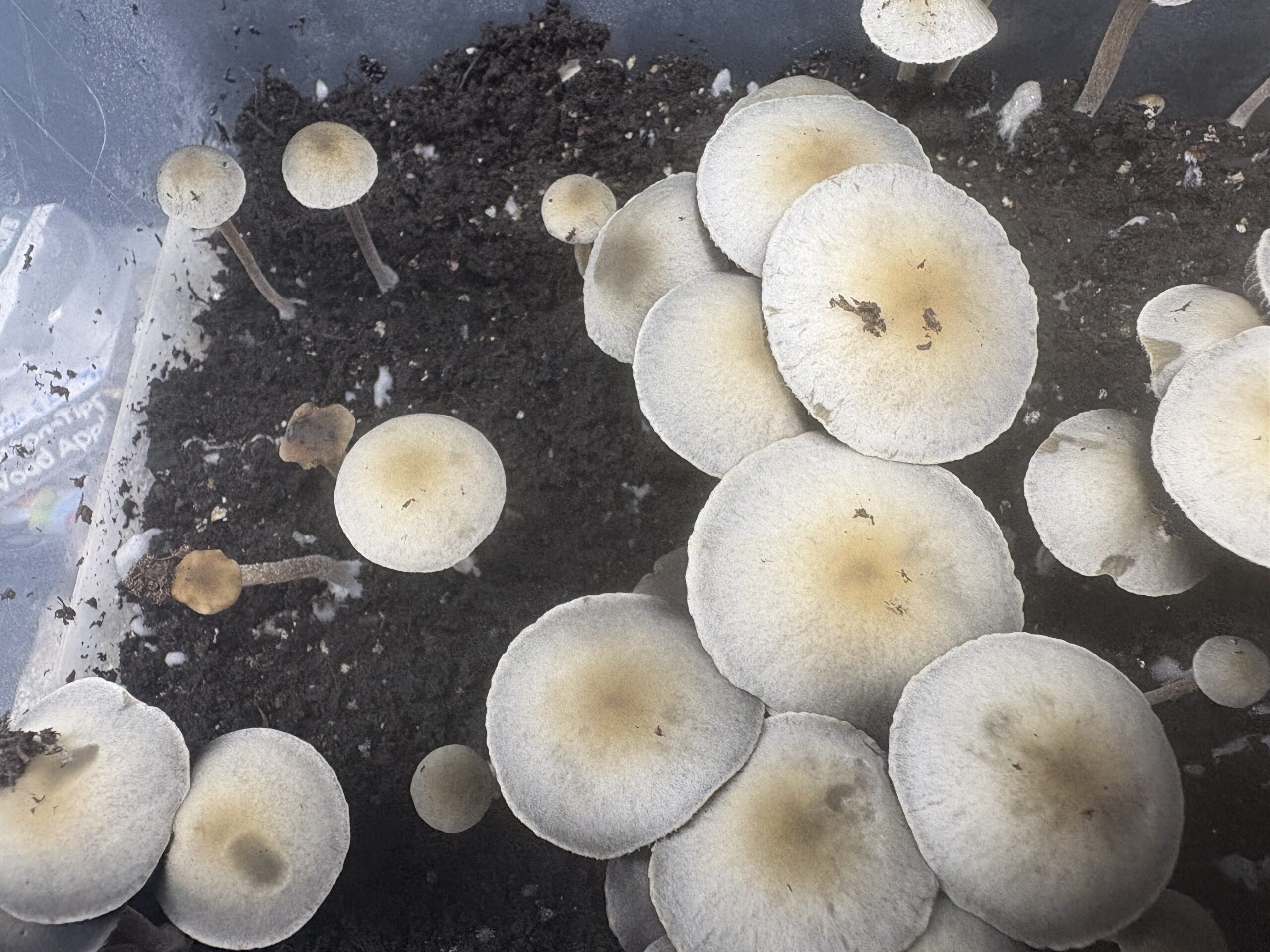 Laos Pan Cyan Spore Print - Image 2