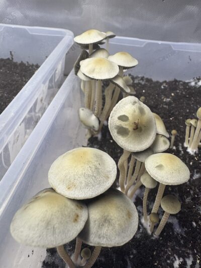 Naolinco Pan Cyan Spore Print
