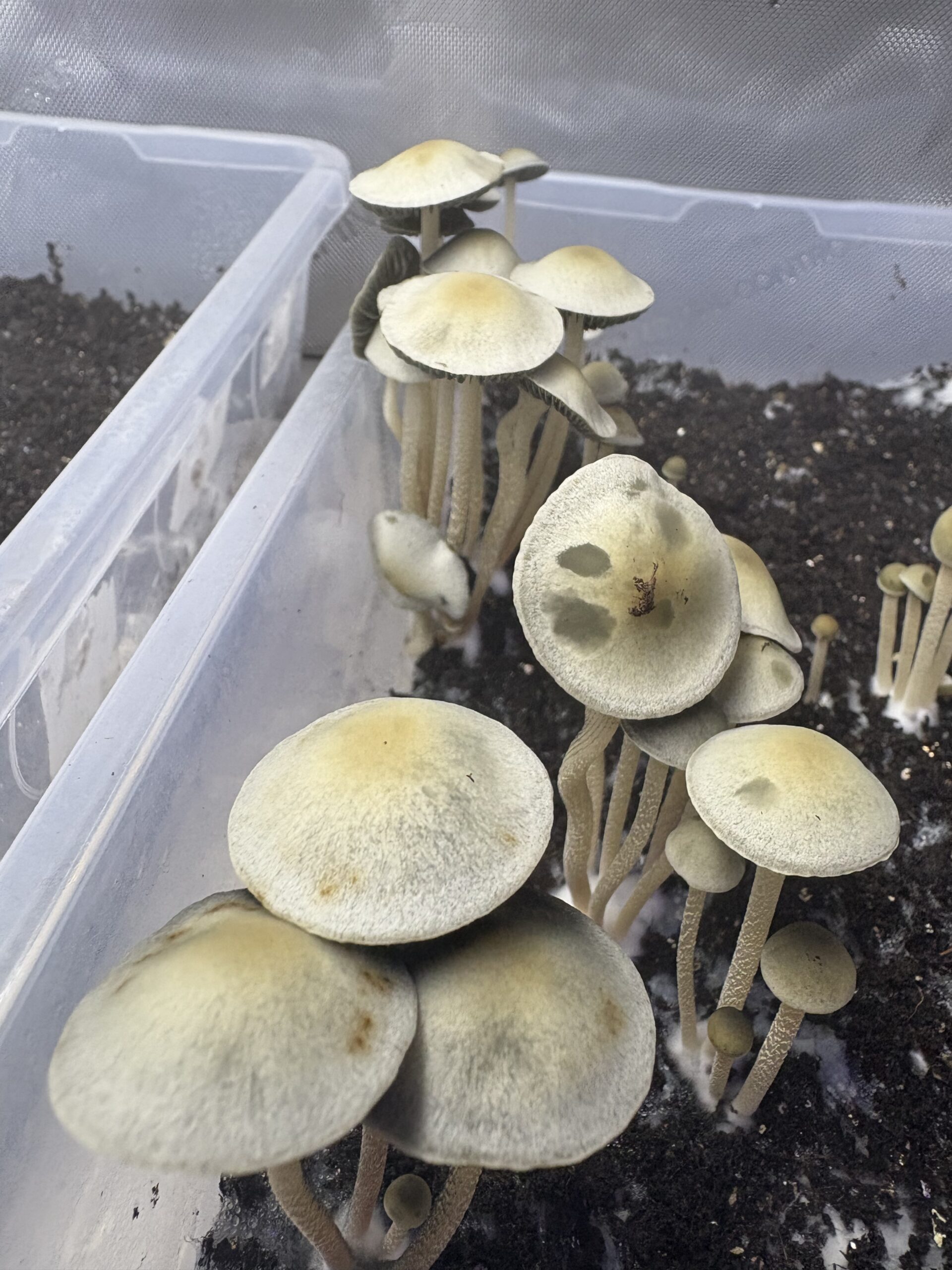 Naolinco Pan Cyan Spore Print