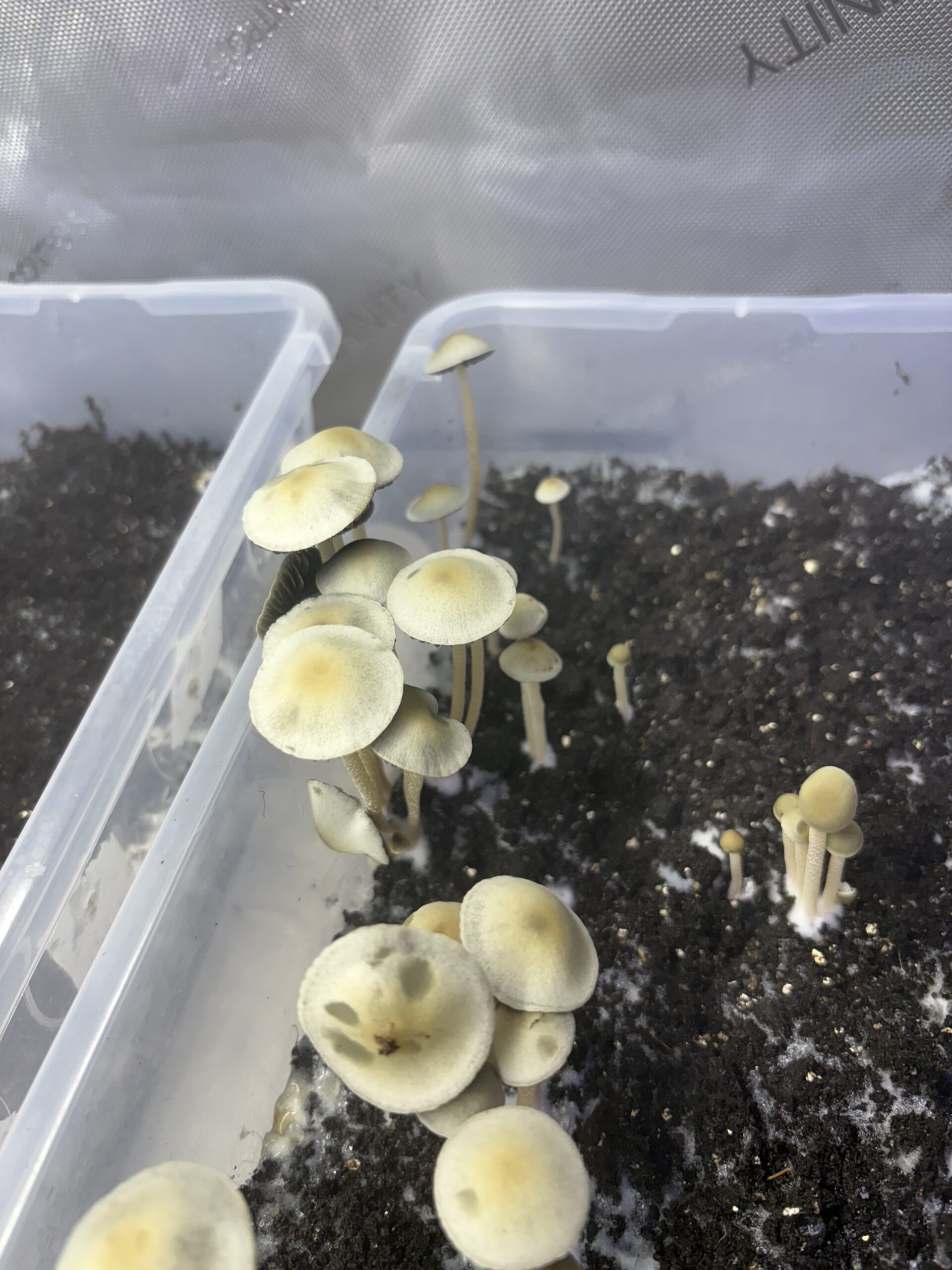 Naolinco Pan Cyan Spore Print - Image 2