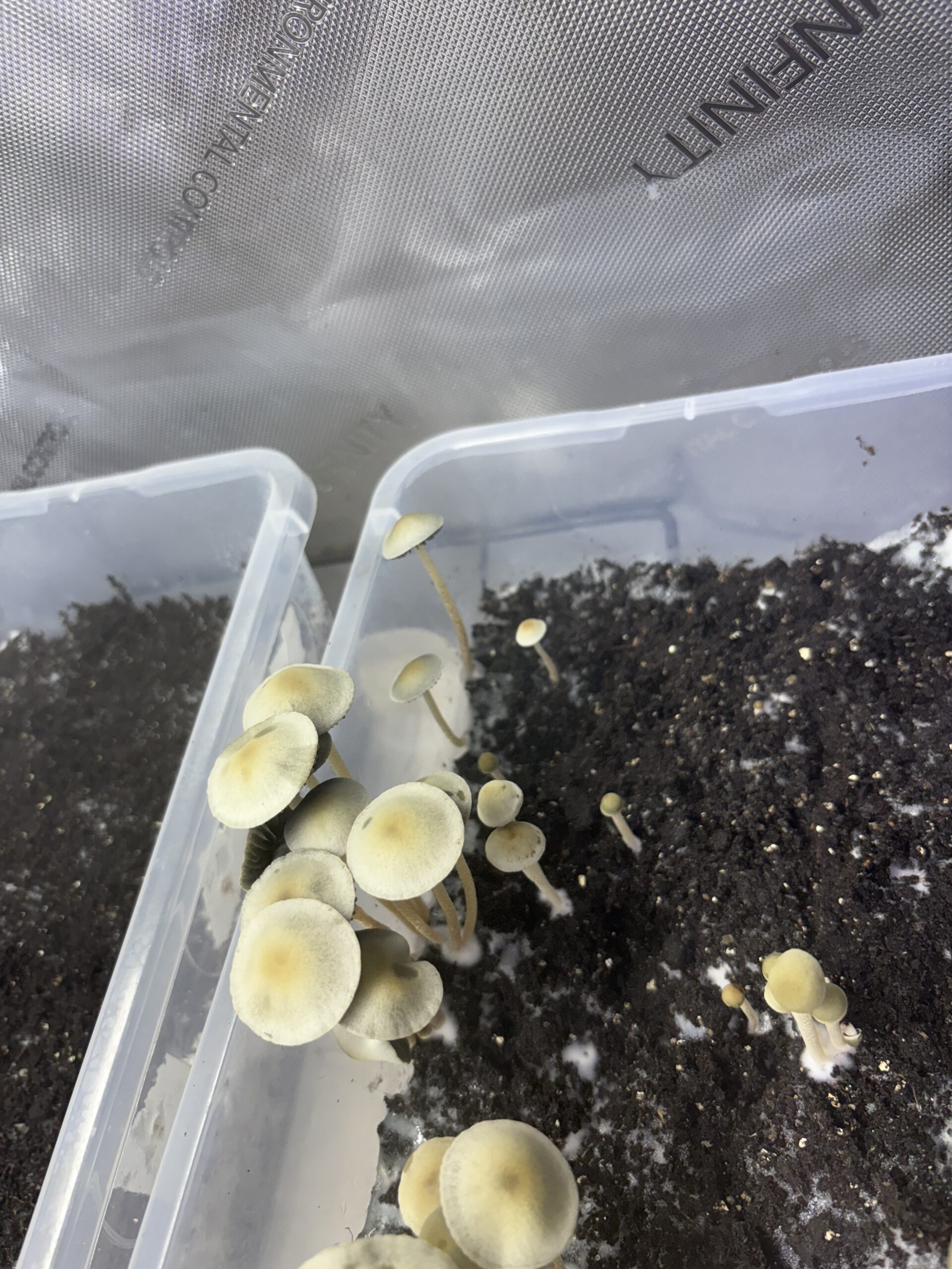 Naolinco Pan Cyan Spore Print - Image 4