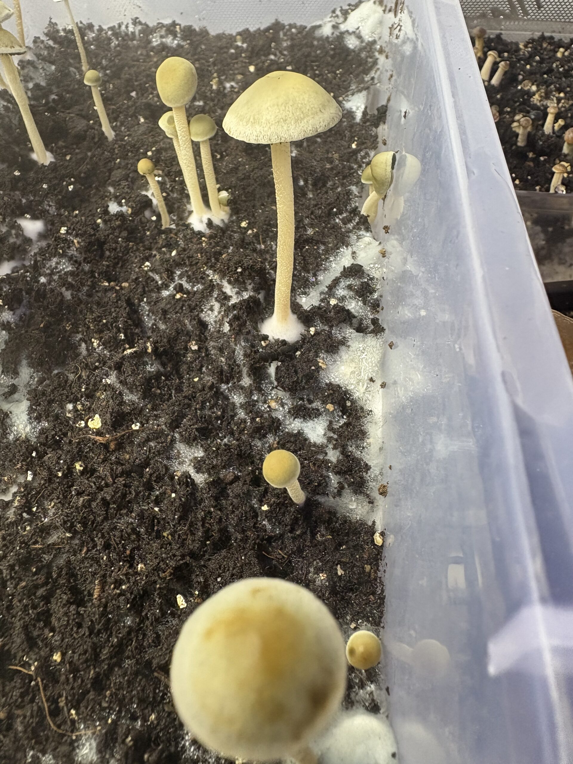 Naolinco Pan Cyan Spore Print - Image 3