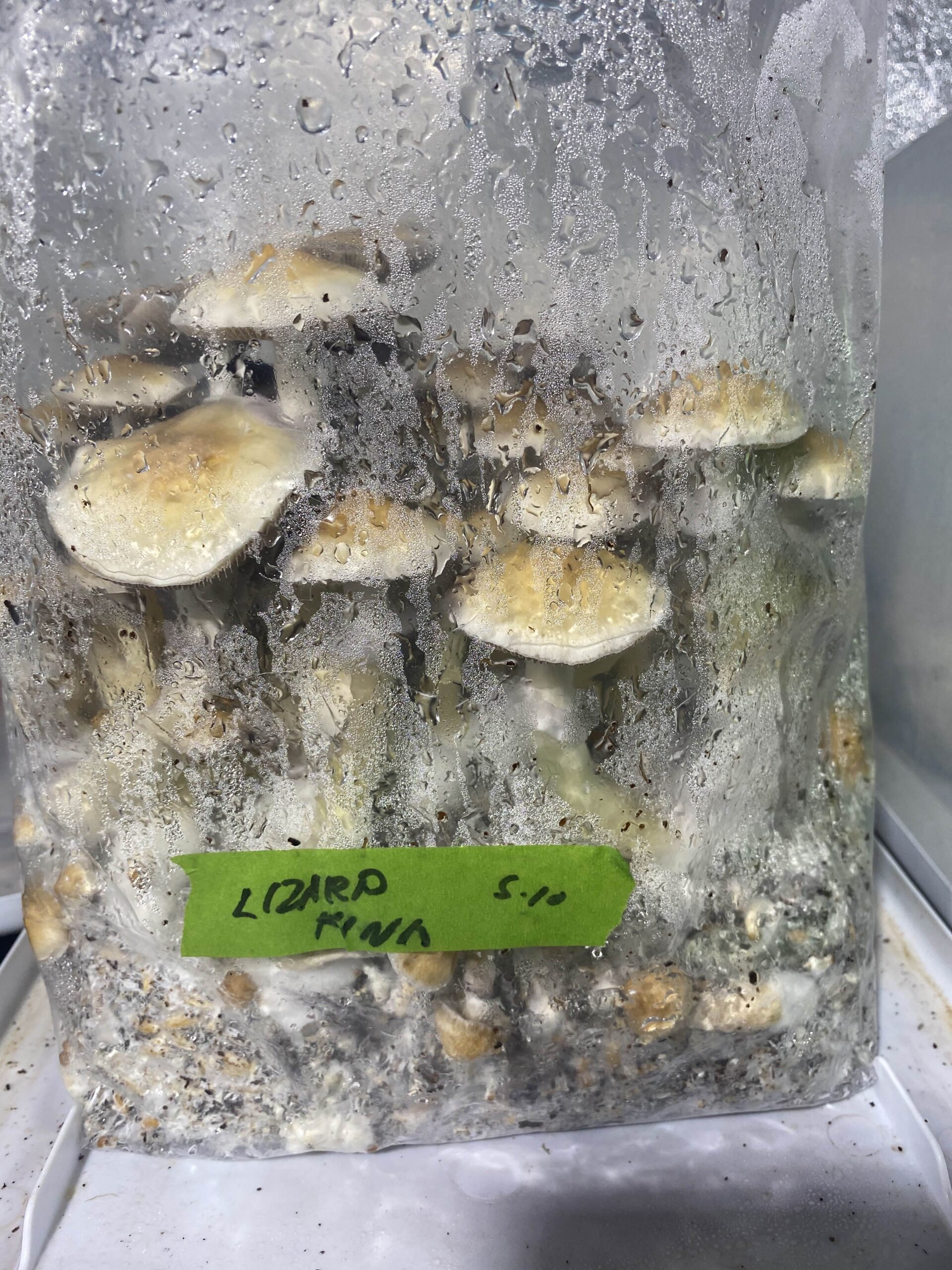 Lizard King Swab Set - Image 2