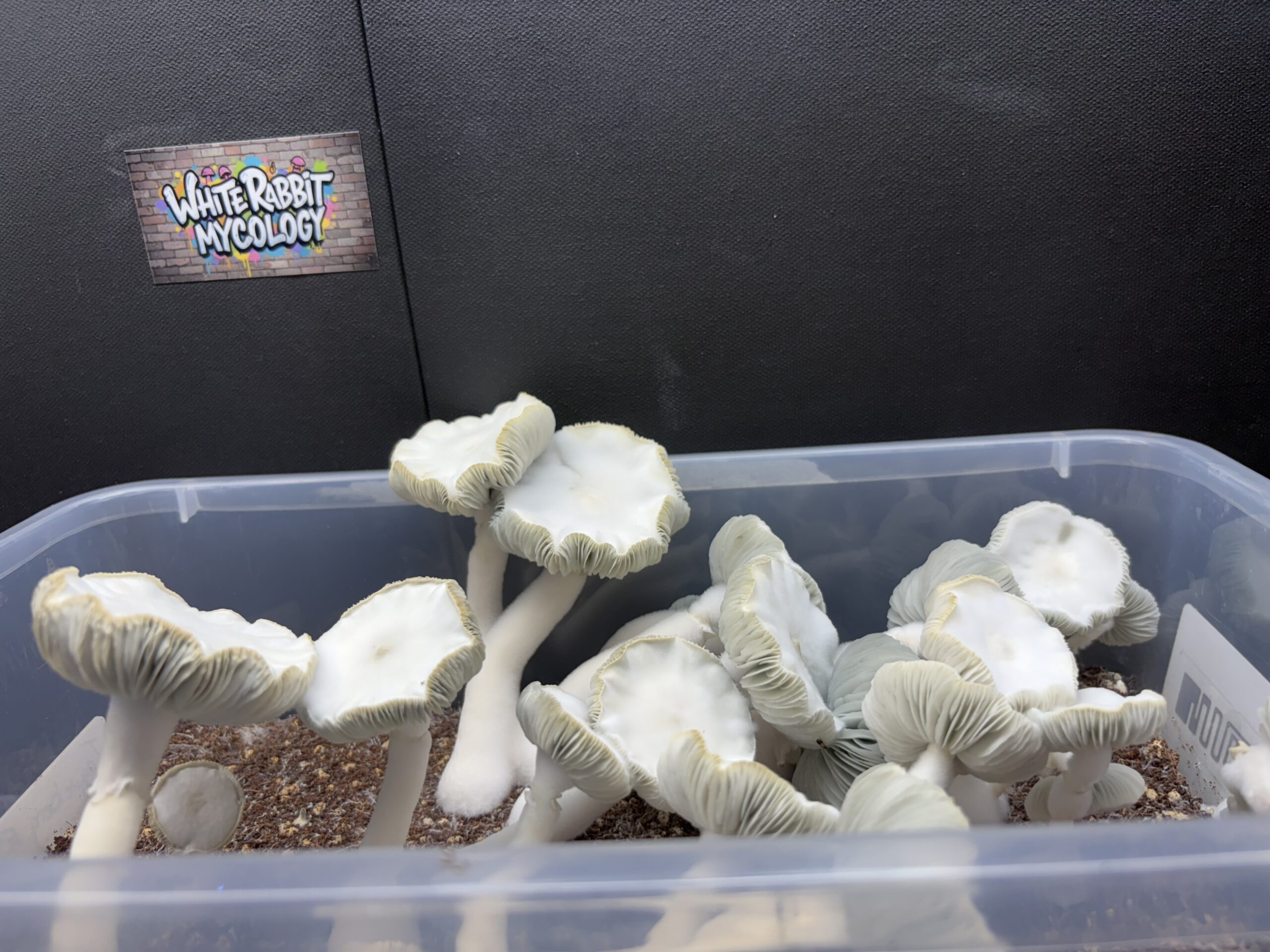 Dual Nature Swab Set - Image 5